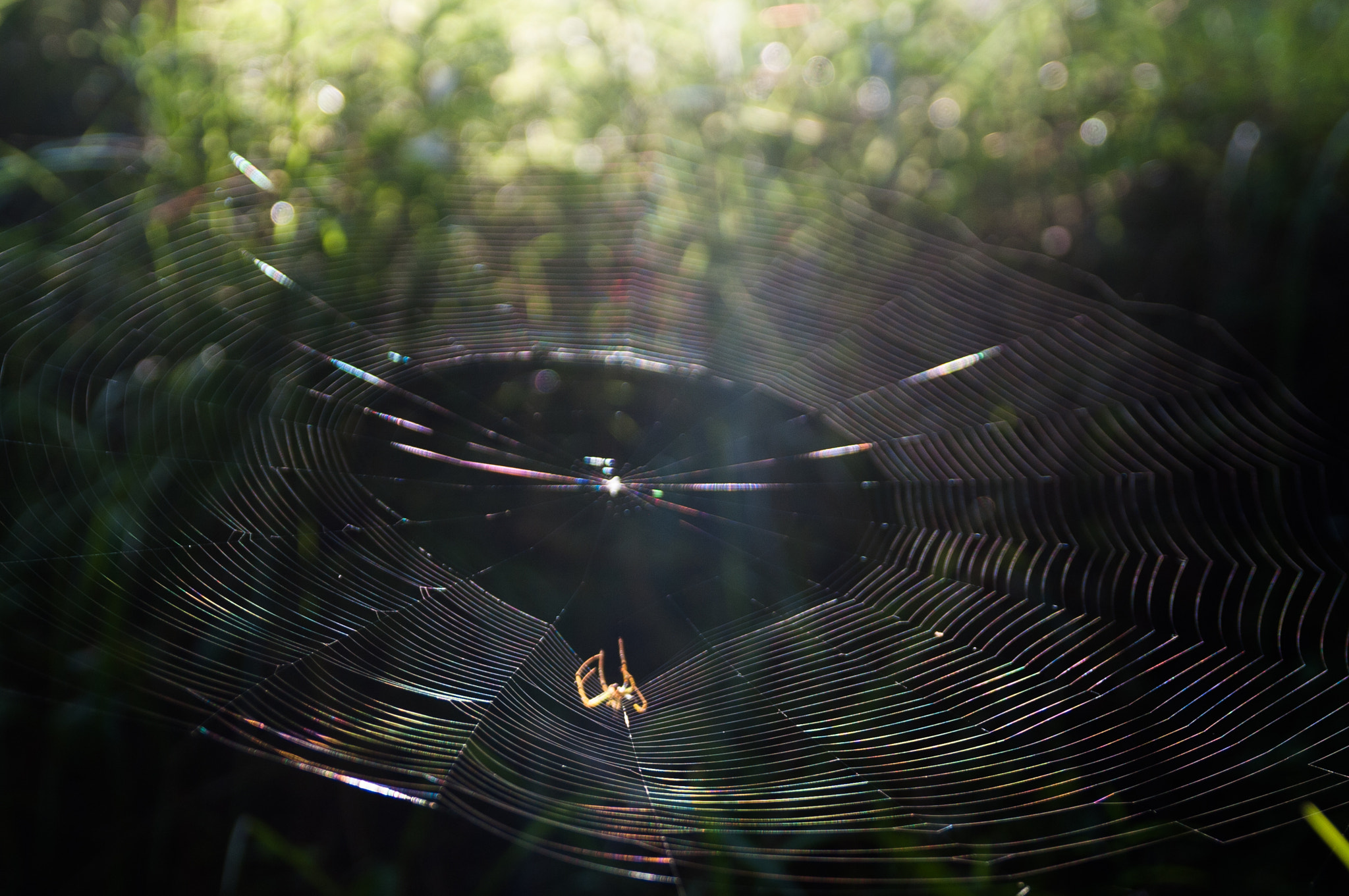 Pentax K20D + Sigma 17-70mm F2.8-4 DC Macro OS HSM sample photo. Rainbow spinning photography