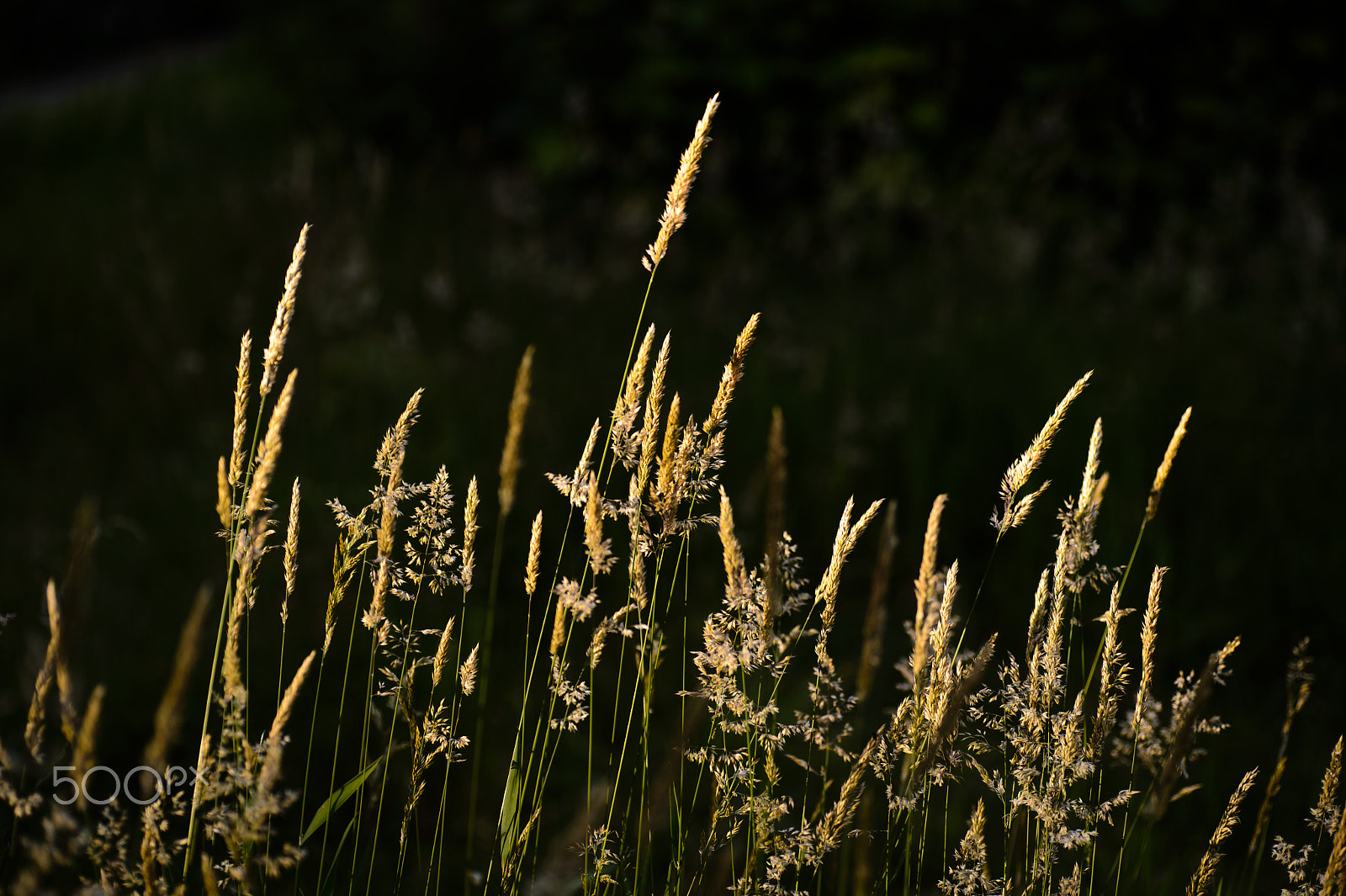 Nikon Df sample photo. Evening fire photography