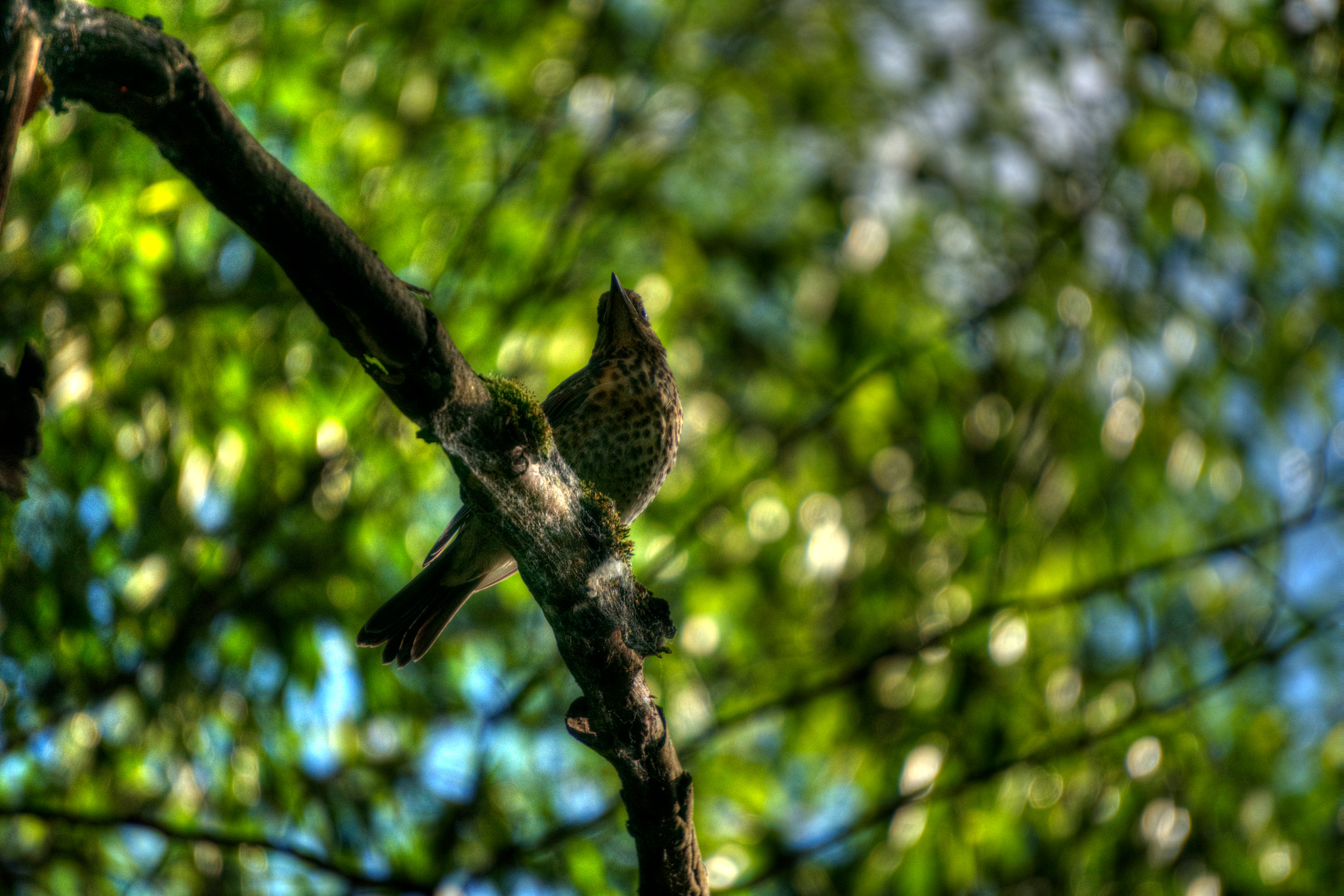 Sony E 55-210mm F4.5-6.3 OSS sample photo. Amazing nature and a bird photography