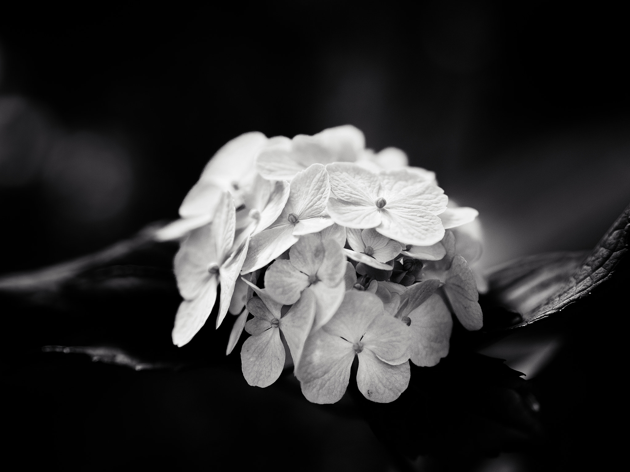 Panasonic Leica DG Nocticron 42.5mm F1.2 ASPH OIS sample photo. A hydrangea photography