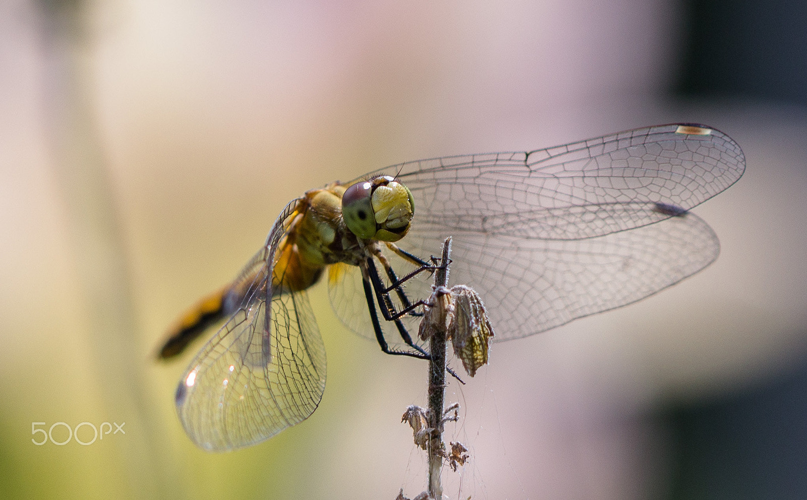 Canon EOS 600D (Rebel EOS T3i / EOS Kiss X5) + Canon EF 100mm F2.8L Macro IS USM sample photo. Smiling dragonfly photography