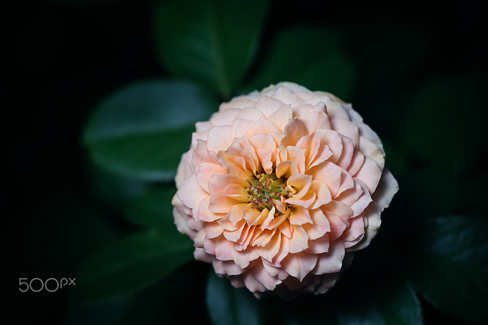Sony a99 II + Sony 100mm F2.8 Macro sample photo. Honey caramel photography