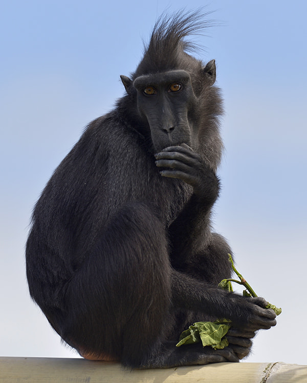 Nikon AF-S Nikkor 200-500mm F5.6E ED VR sample photo. Abe photography