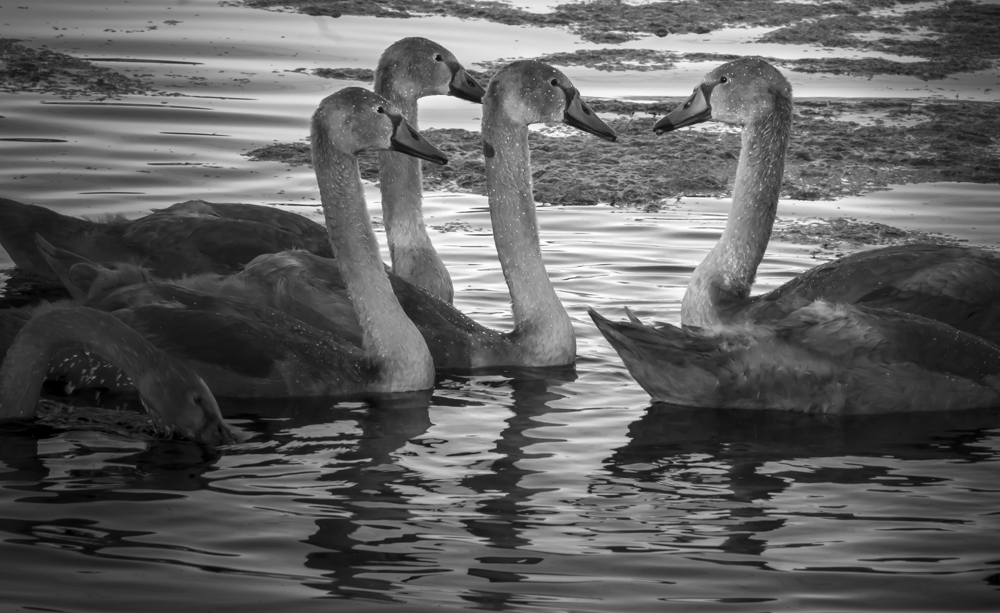 Sony Alpha DSLR-A580 sample photo. Baby swan photography