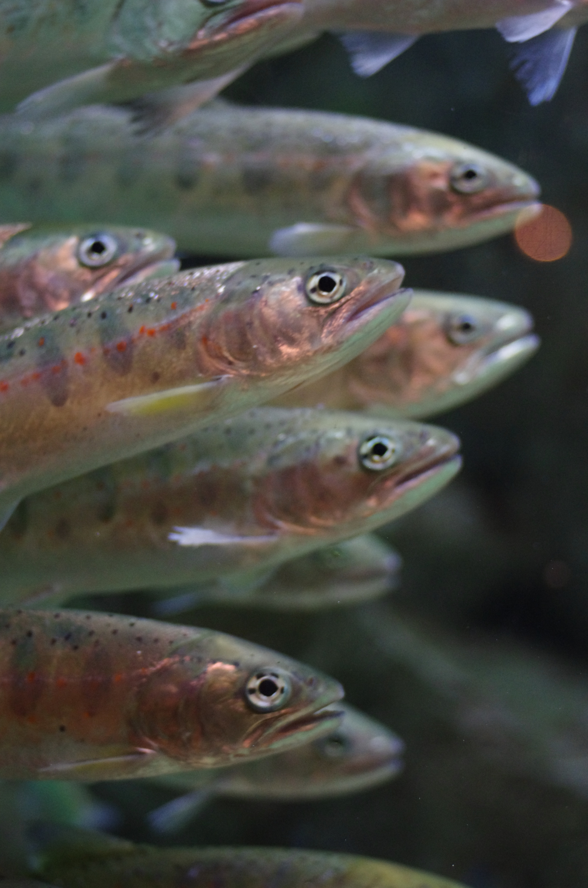 Pentax smc DA 40mm F2.8 XS Lens sample photo. Fish photography