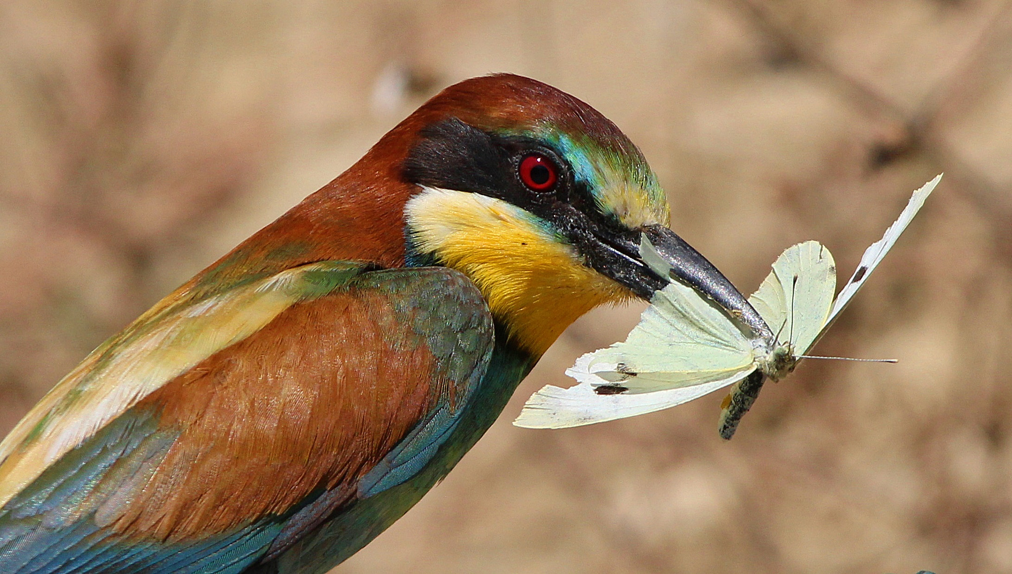 Sigma 150-500mm F5-6.3 DG OS HSM sample photo. Bee eater, gruccione photography