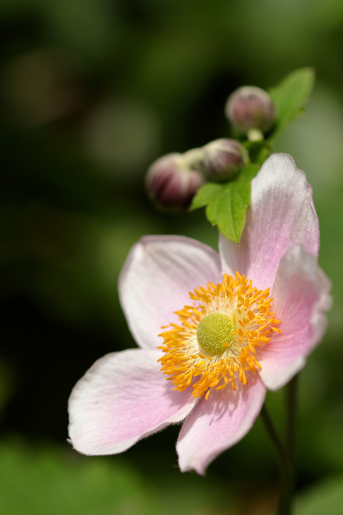 Canon EF 100mm F2.8 Macro USM sample photo. Unfolded photography
