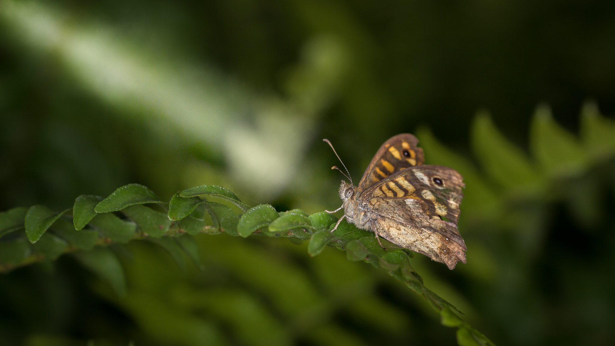 Canon EOS 600D (Rebel EOS T3i / EOS Kiss X5) + Tamron SP AF 90mm F2.8 Di Macro sample photo. Madeiran speckled wood butterfly iii photography