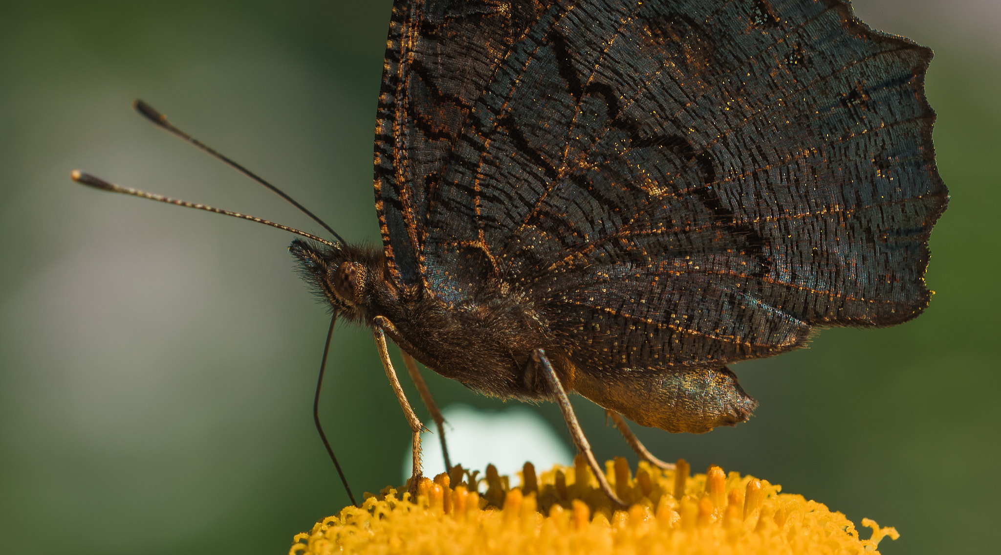Sigma 150mm F2.8 EX DG OS Macro HSM sample photo. ** photography