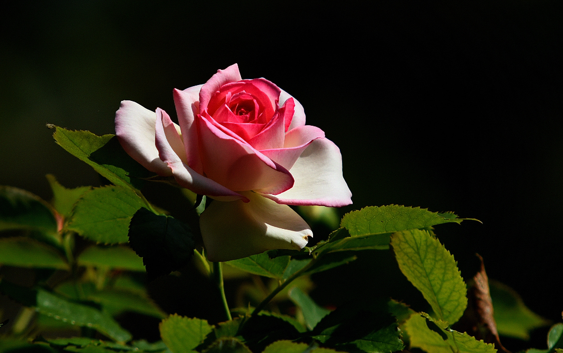 Sigma 70-200mm F2.8 EX DG Macro HSM II sample photo. Rosa photography