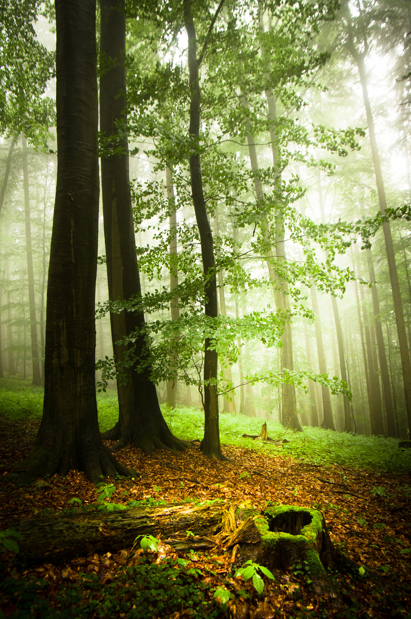 Pentax smc DA 16-45mm F4 ED AL sample photo. Light in the fog... photography