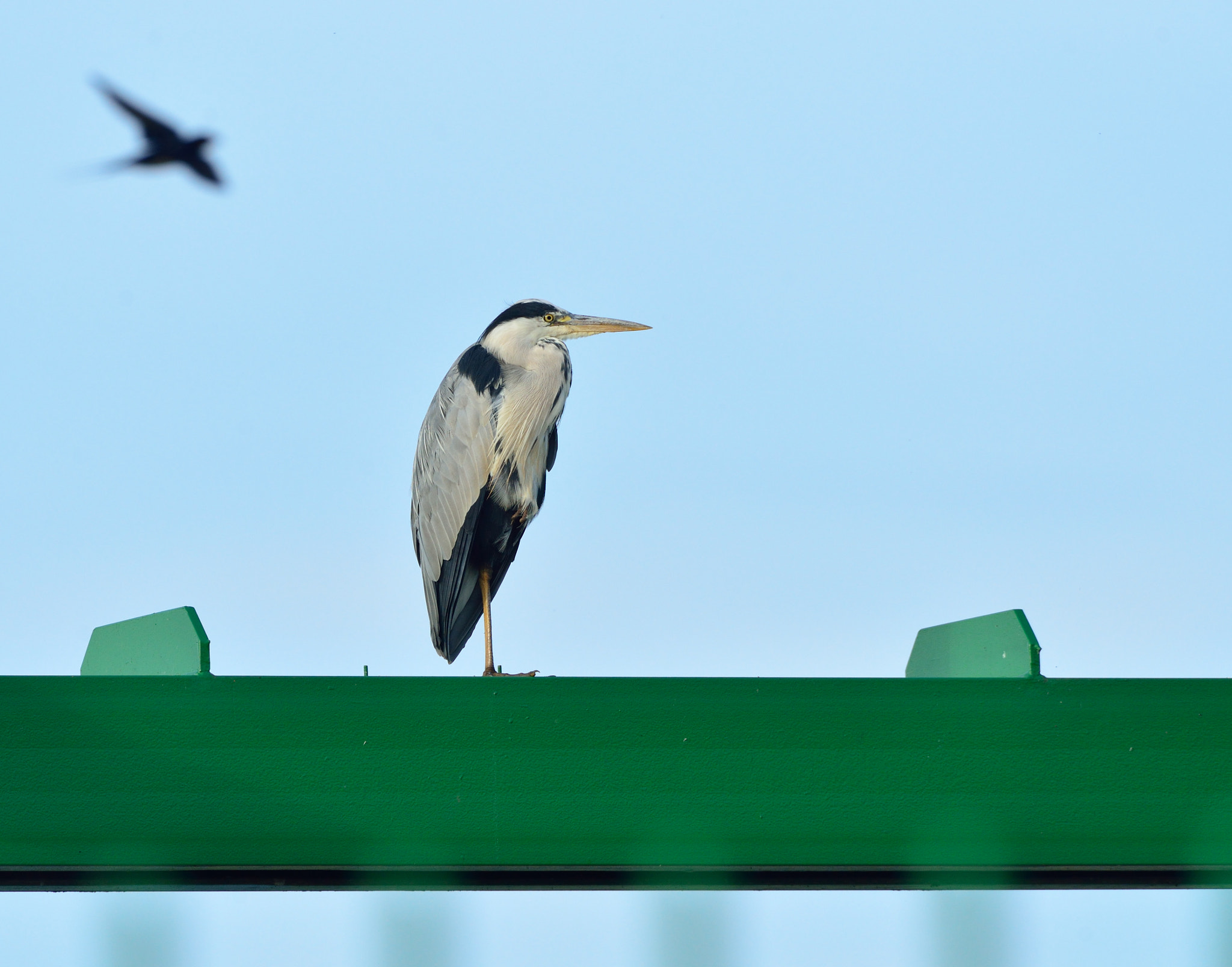 Nikon D600 + Nikon AF-S Nikkor 500mm F4G ED VR sample photo. Blauwe reiger photography