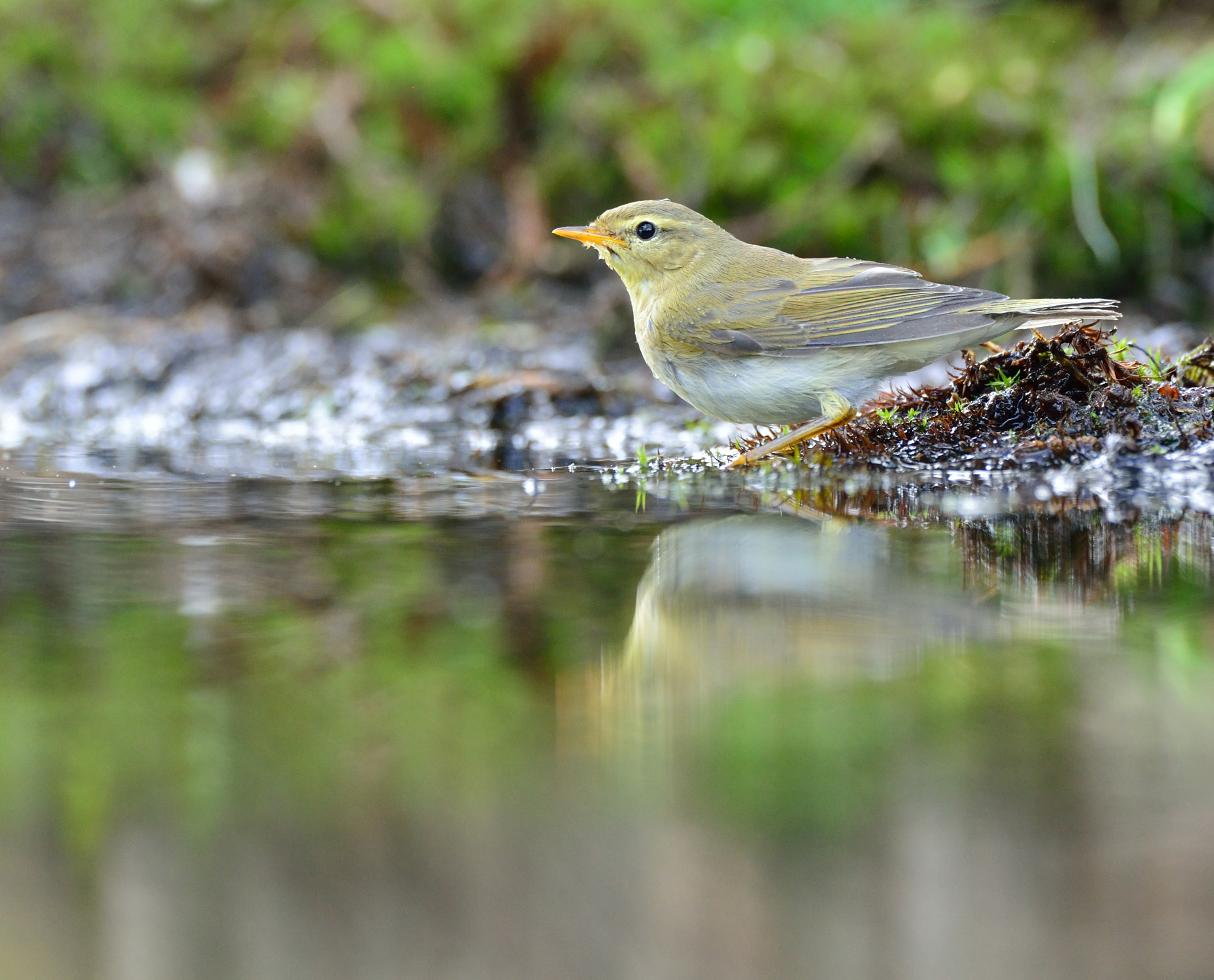 AF-S Nikkor 600mm f/4D IF-ED sample photo. Fitis photography