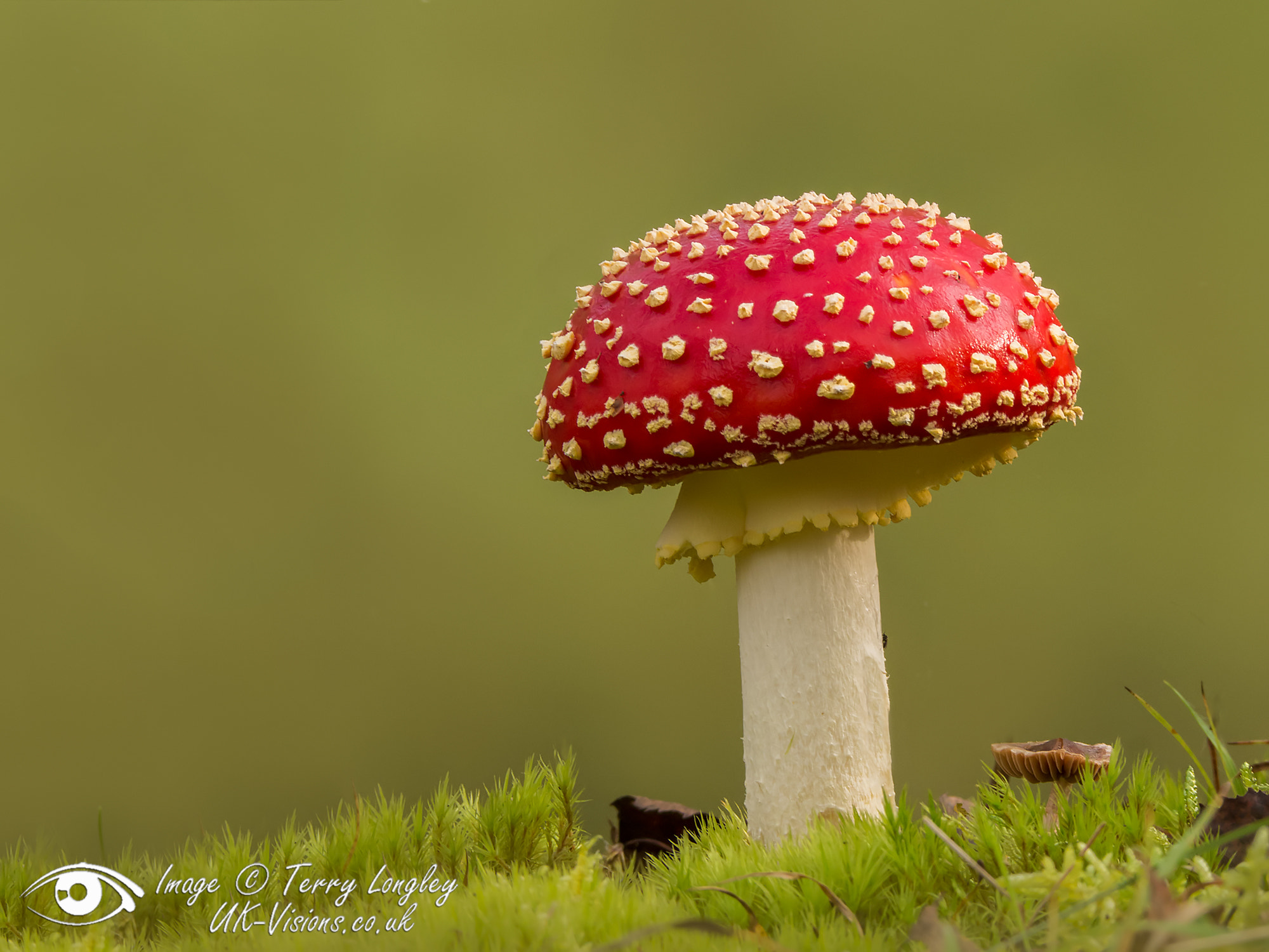 Panasonic Lumix DMC-G6 sample photo. The fairies house photography