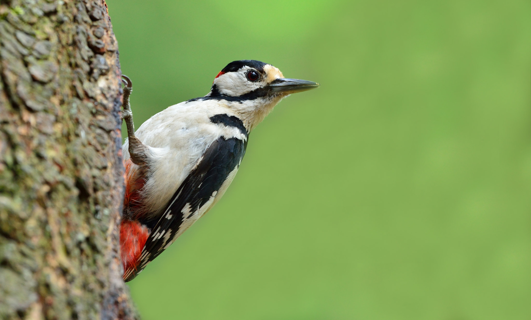 Nikon D600 + Nikon AF-S Nikkor 500mm F4G ED VR sample photo. Grote bonte specht photography