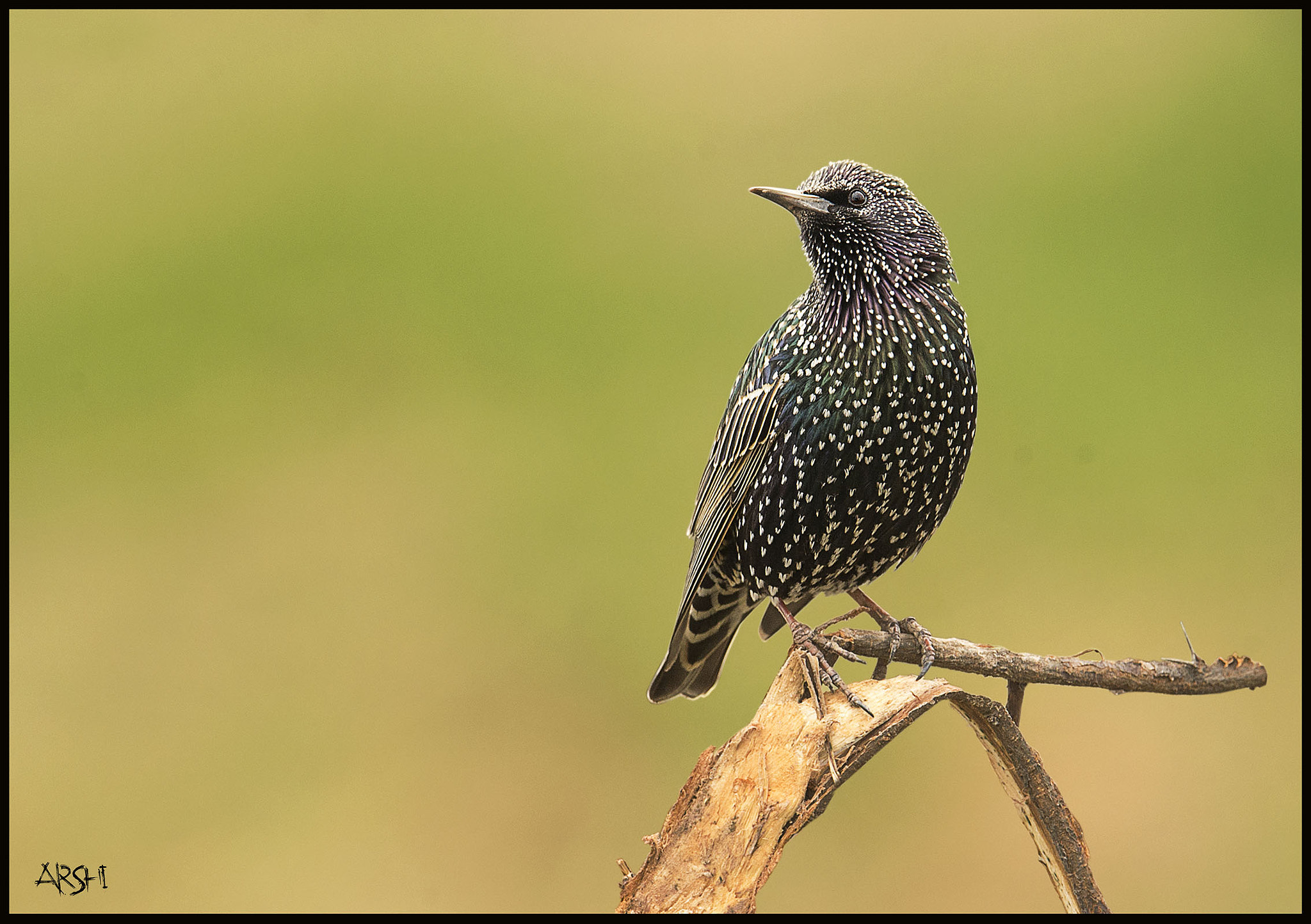 Nikon D4S + Nikon AF-S Nikkor 600mm F4E FL ED VR sample photo. Starling......... photography