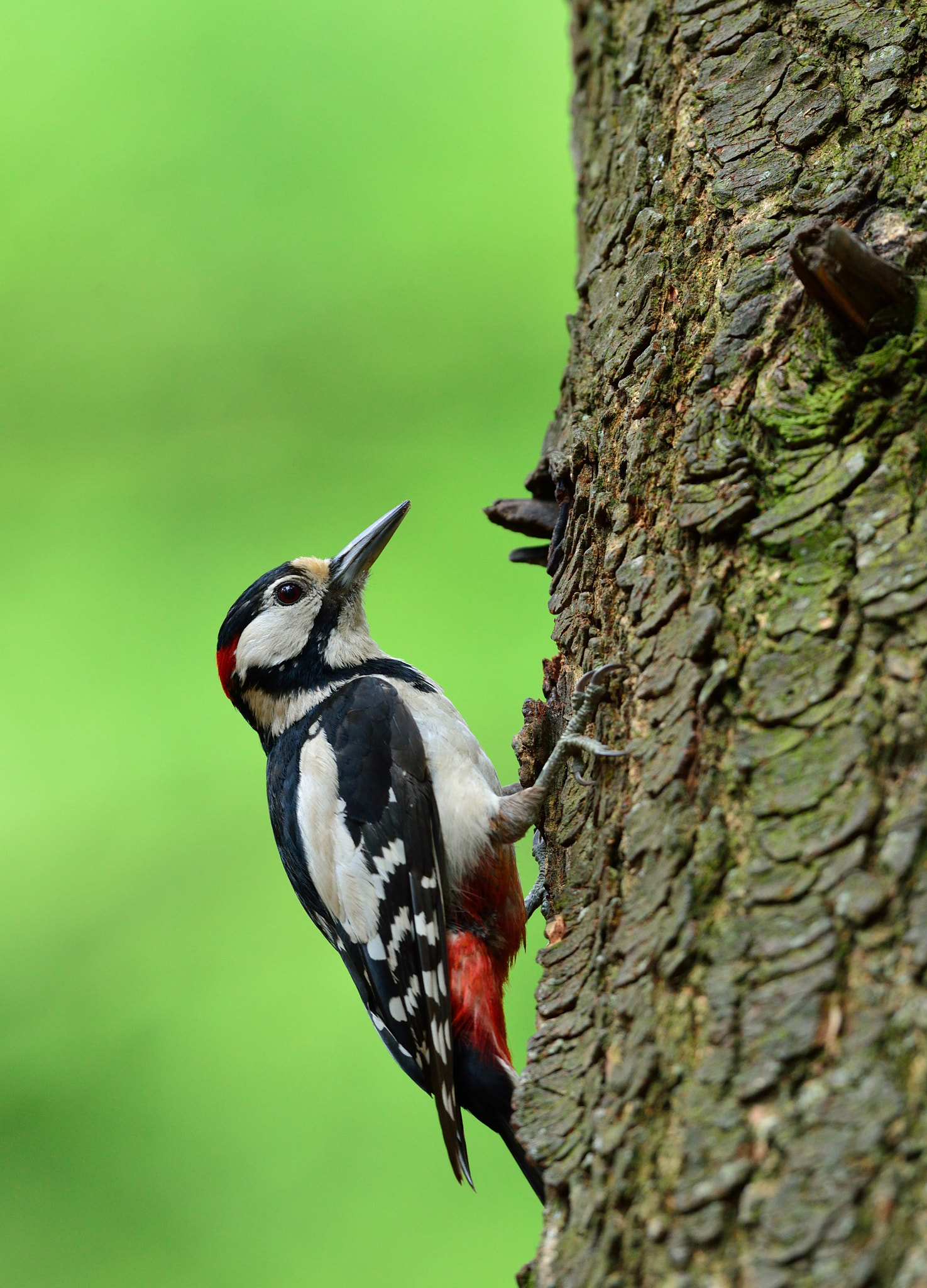 Nikon D600 sample photo. Grote bonte specht photography