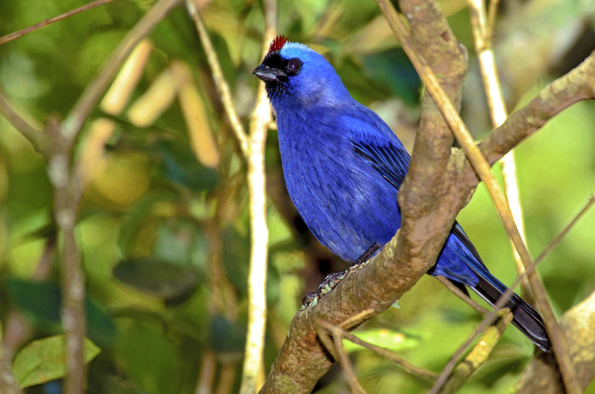 Sigma 50-500mm F4.5-6.3 DG OS HSM sample photo. Diademed tanager photography