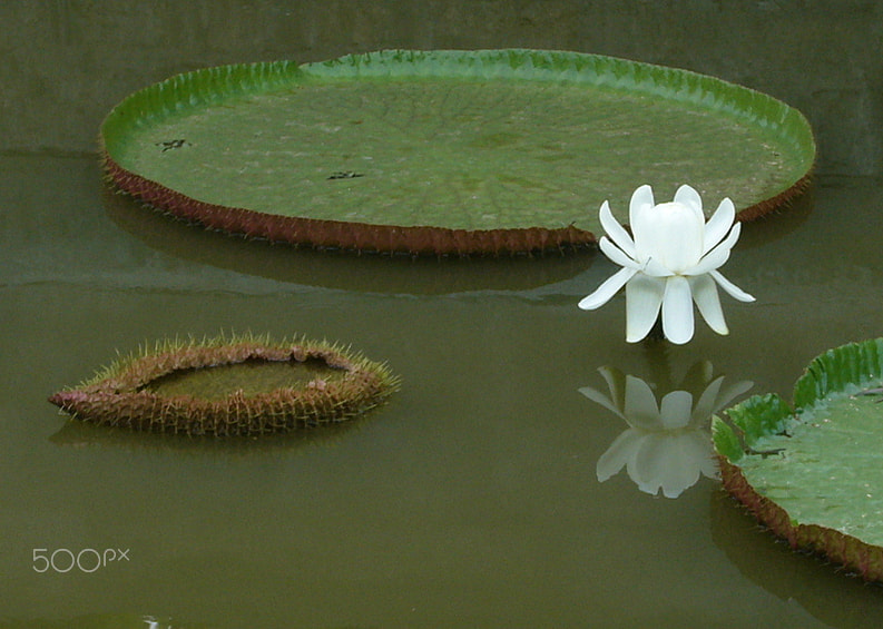 Panasonic DMC-FX01 sample photo. The lotus photography