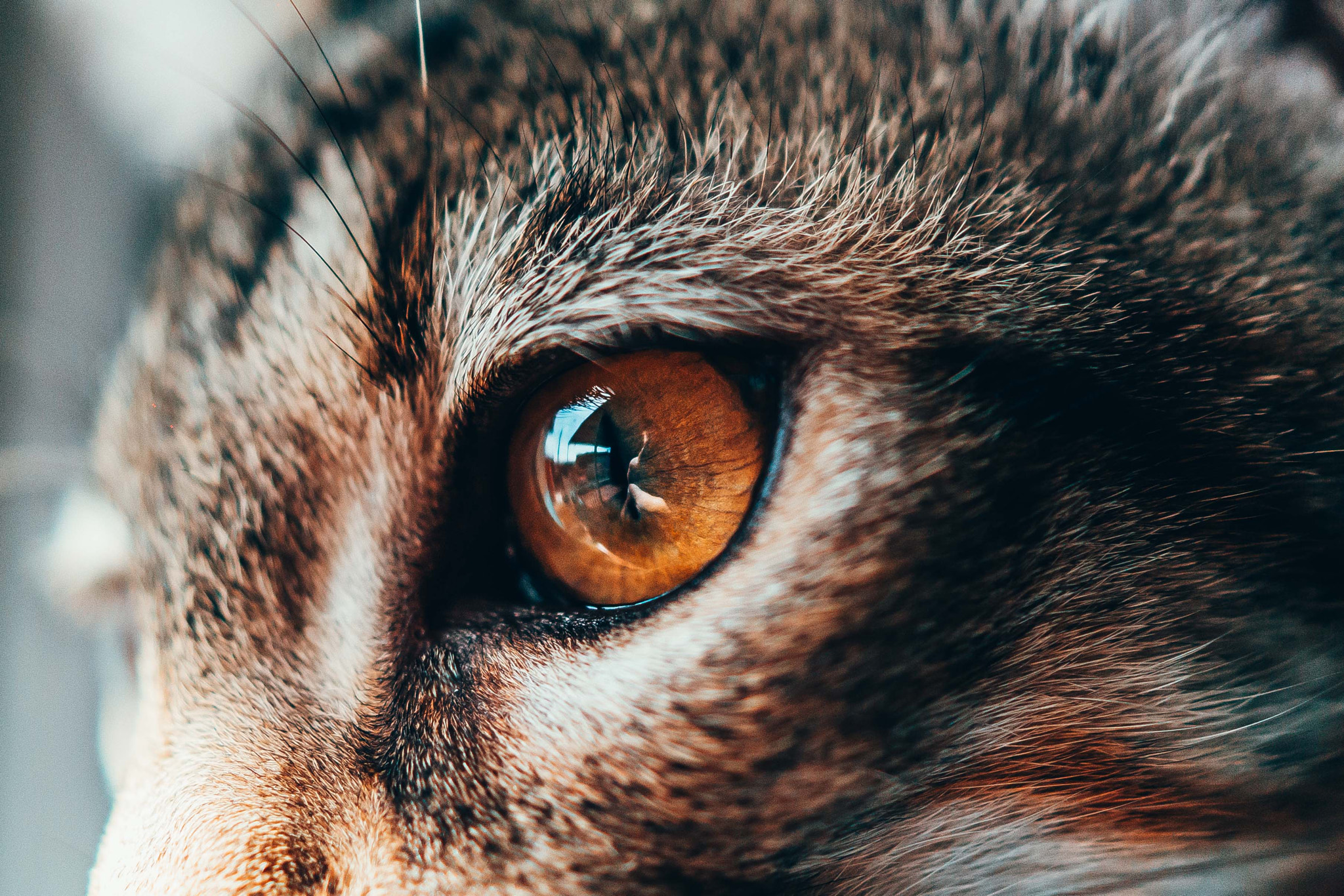 Sony DT 30mm F2.8 Macro SAM sample photo. ... photography