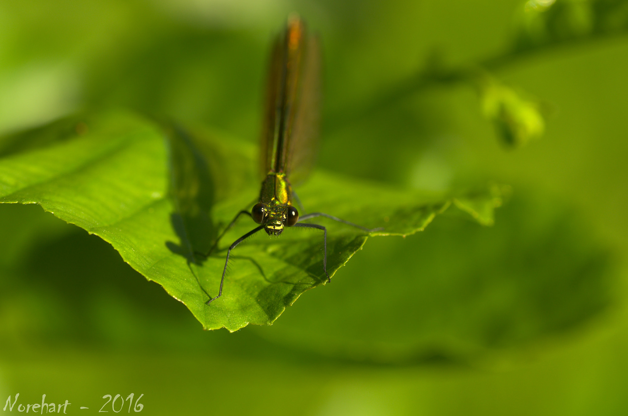 Tamron SP AF 90mm F2.8 Di Macro sample photo. Look photography