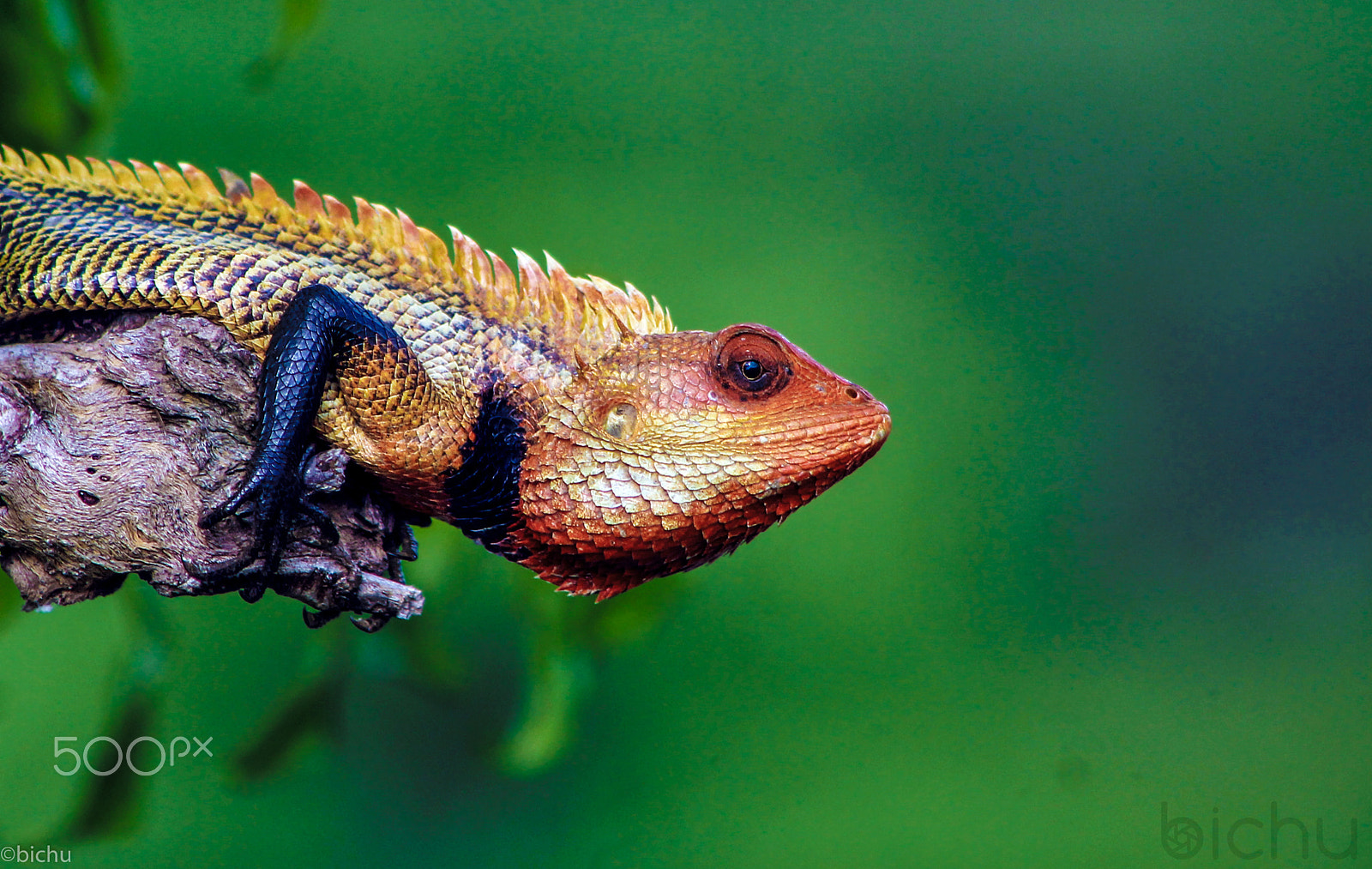 Canon EF 75-300mm f/4-5.6 USM sample photo. A cute chameleon. photography