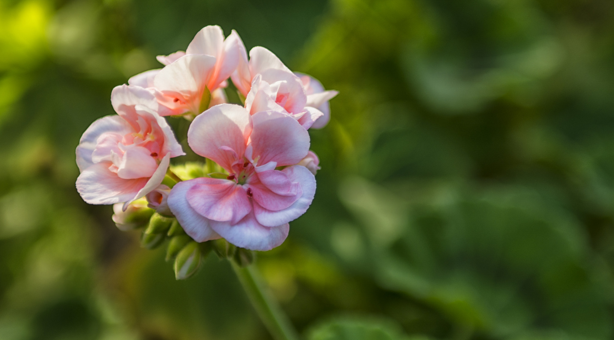 Nikon D7100 + Sigma 24-70mm F2.8 EX DG Macro sample photo. Flower..... photography