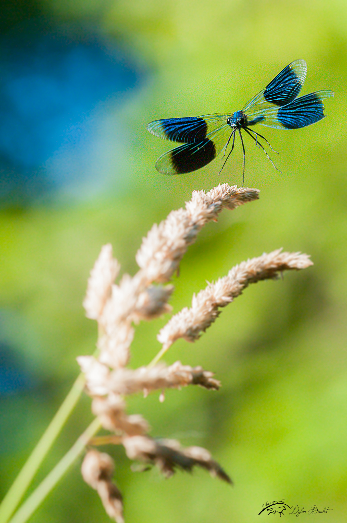 Nikon D300 + Sigma 150mm F2.8 EX DG Macro HSM sample photo. Landing of calopteryx splendensa photography