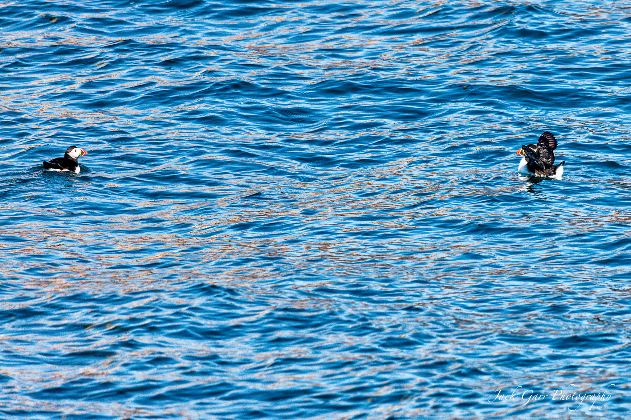 150-600mm F5-6.3 DG OS HSM | Sports 014 sample photo. Atlantic puffin photography