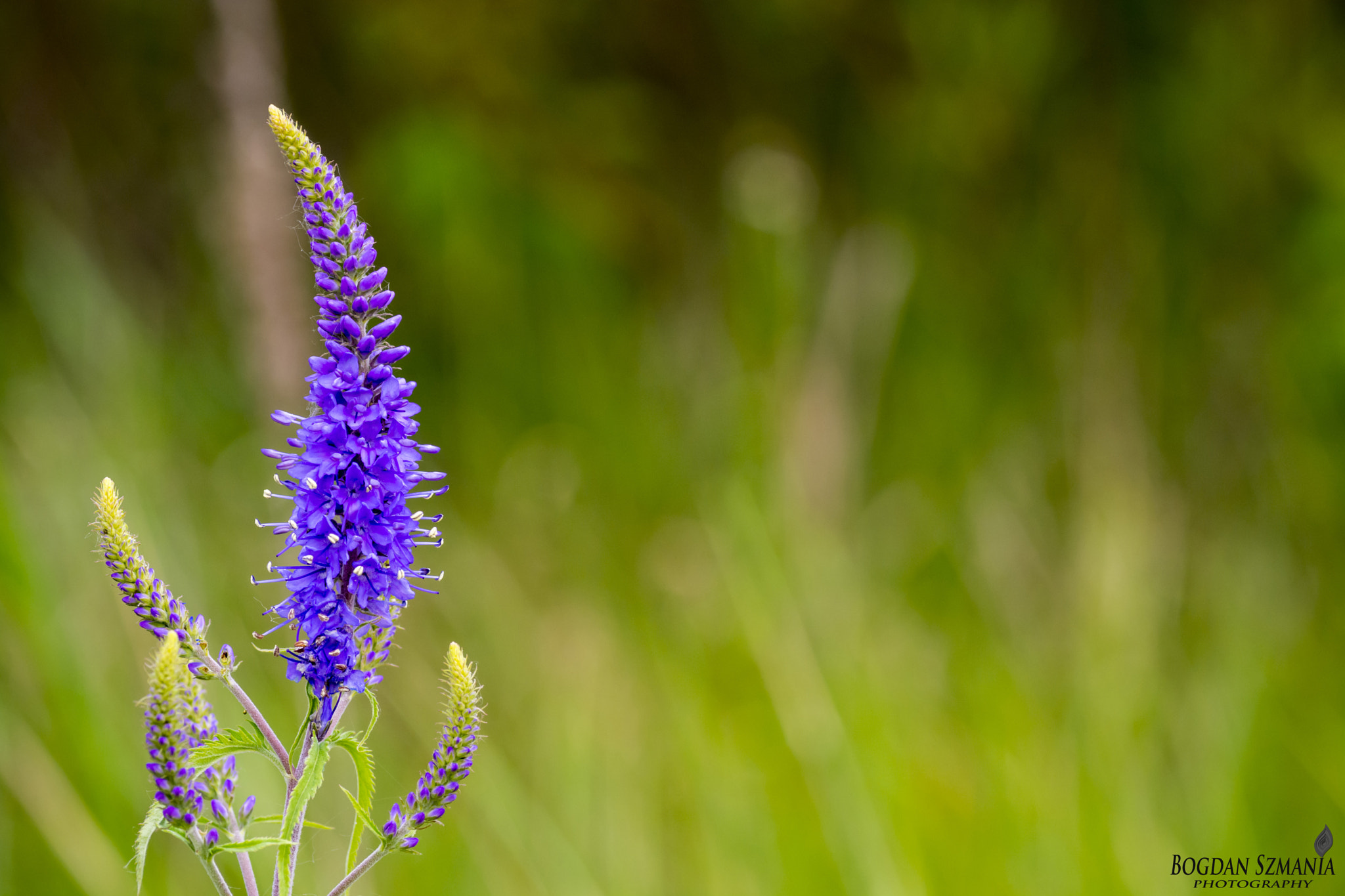 Nikon D5200 + Tamron SP 90mm F2.8 Di VC USD 1:1 Macro sample photo. Blue photography