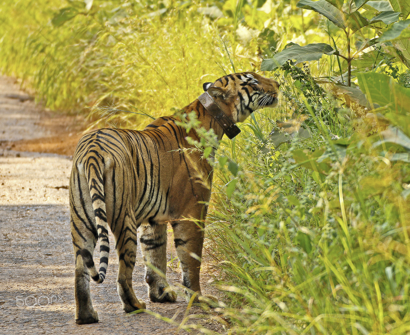 Tamron SP 35mm F1.8 Di VC USD sample photo. Tigress on patrolling photography