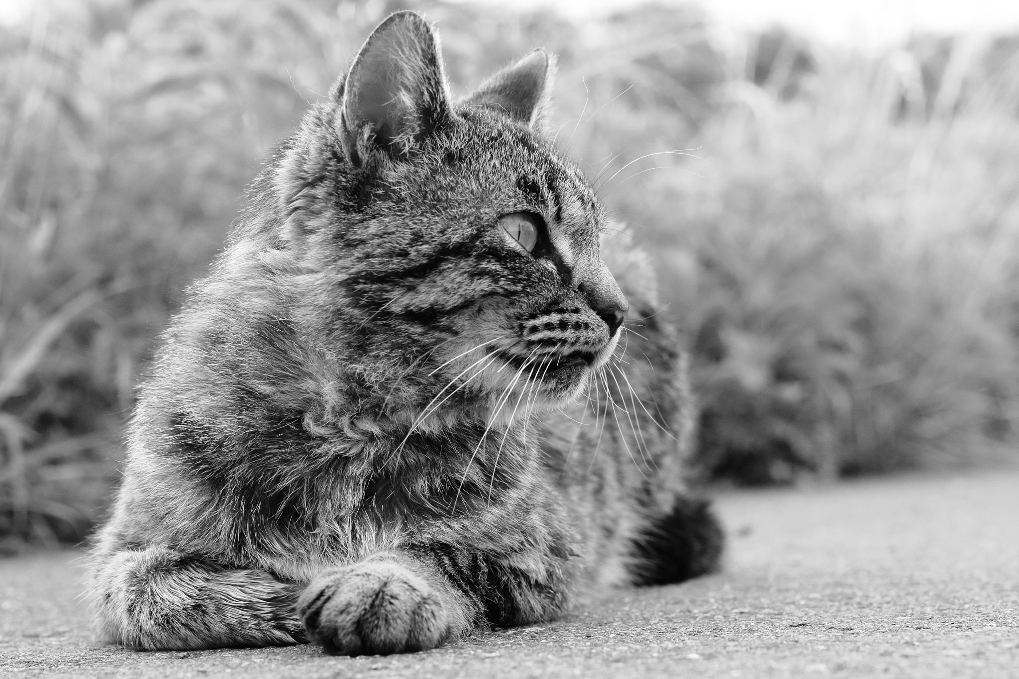 Canon EOS 600D (Rebel EOS T3i / EOS Kiss X5) + Canon EF 50mm F1.8 II sample photo. She is stray cat, but she is elegant. photography