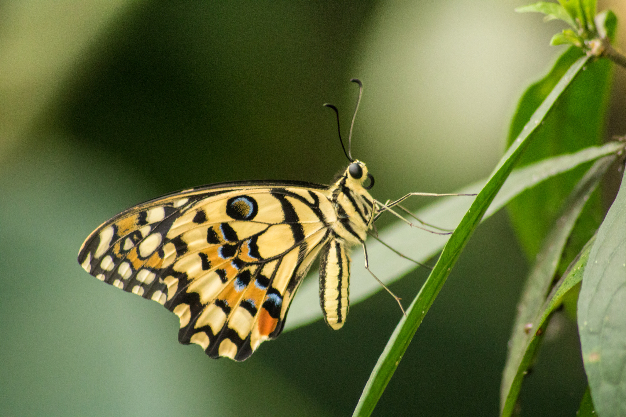 Canon EOS 760D (EOS Rebel T6s / EOS 8000D) sample photo. Macro butterfly photography