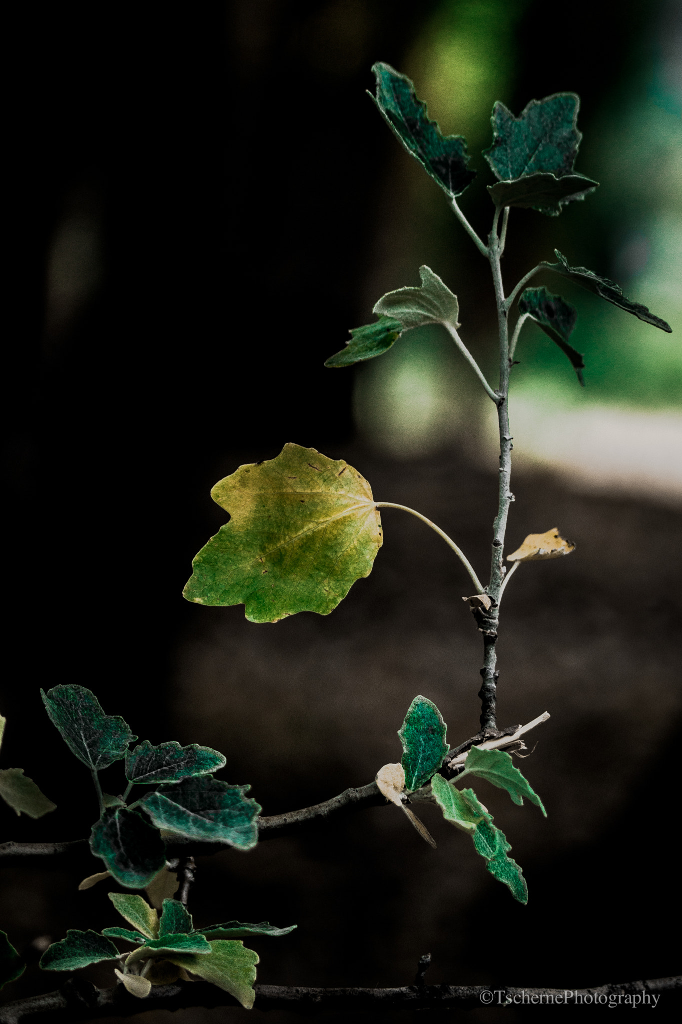 Sony SLT-A77 + Sony 70-400mm F4-5.6 G SSM sample photo. -shadows and lights- photography