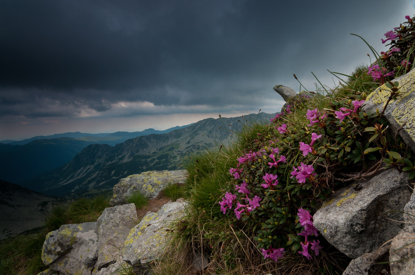 Tokina AT-X Pro 11-16mm F2.8 DX sample photo. Stormy rhododendron photography