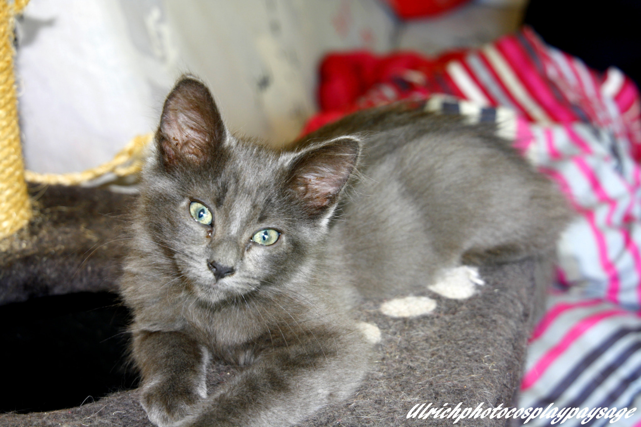 Canon EF 24-105mm F3.5-5.6 IS STM sample photo. Totoro photography