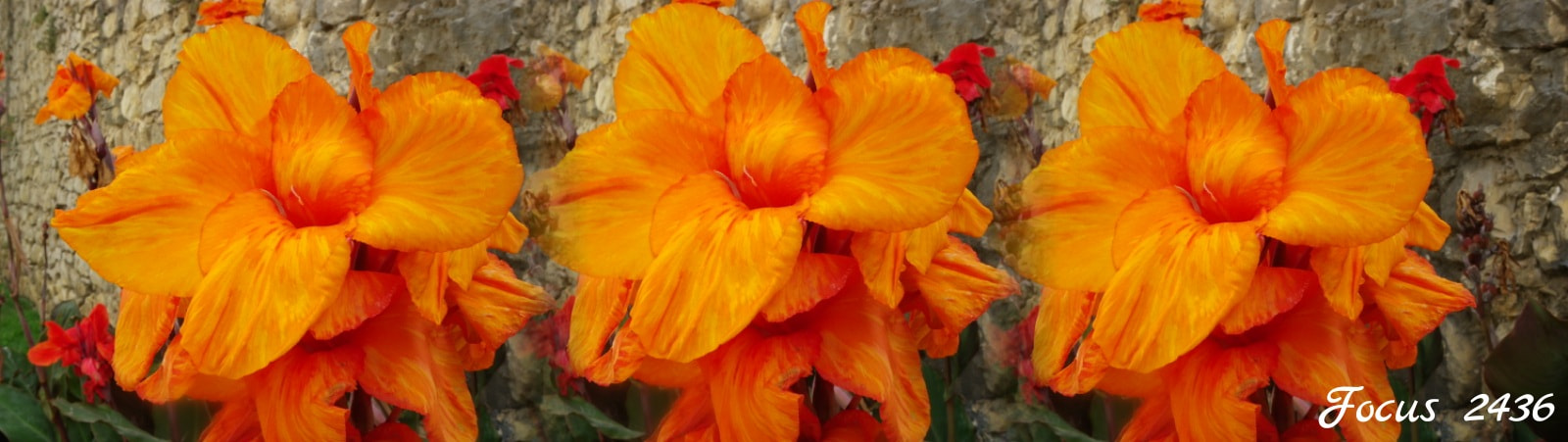 Pentax X90 sample photo. Fleurs d'été photography