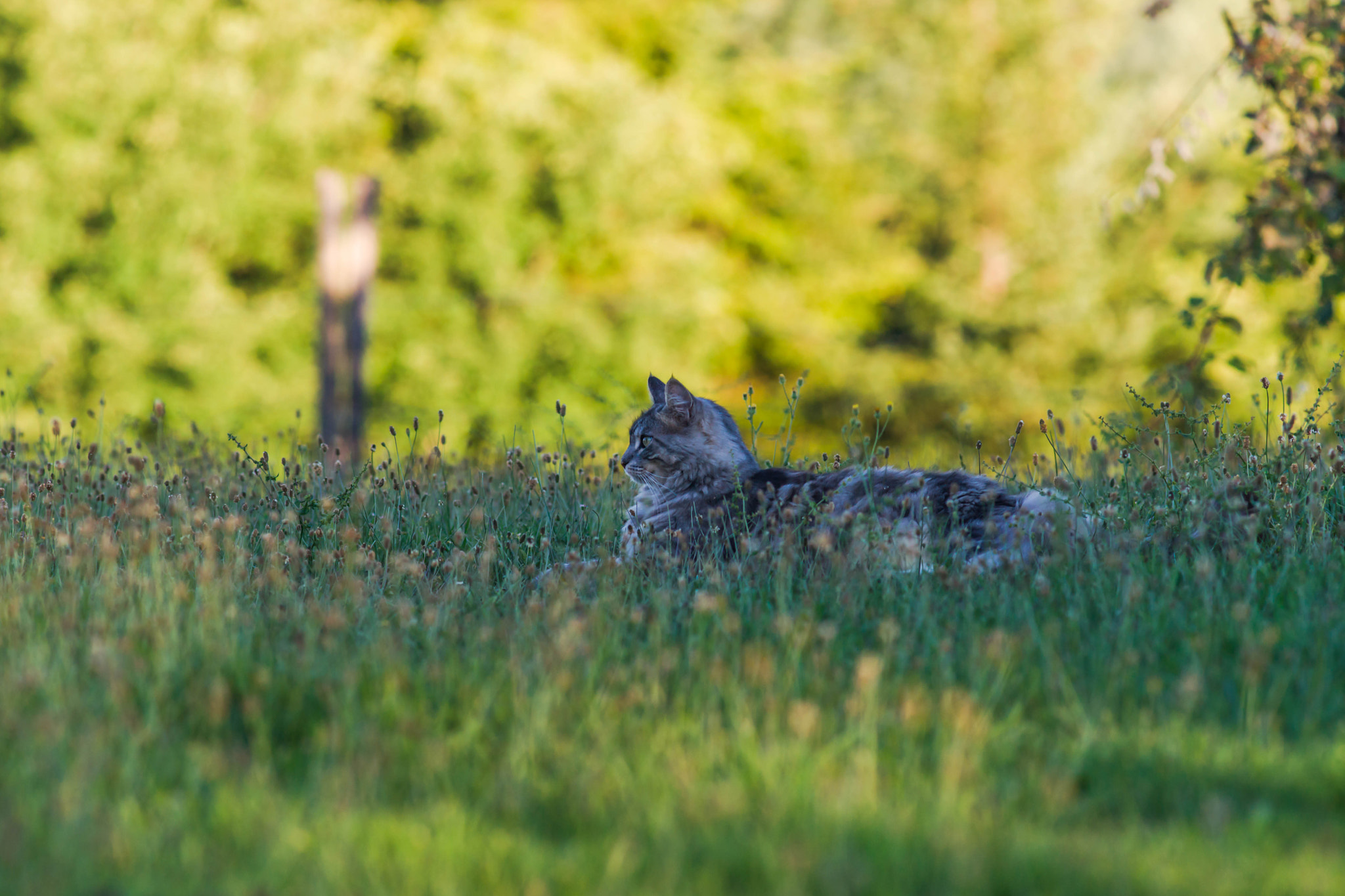 Sony Alpha DSLR-A850 + Minolta AF 200mm F2.8 HS-APO G sample photo. Chat photography