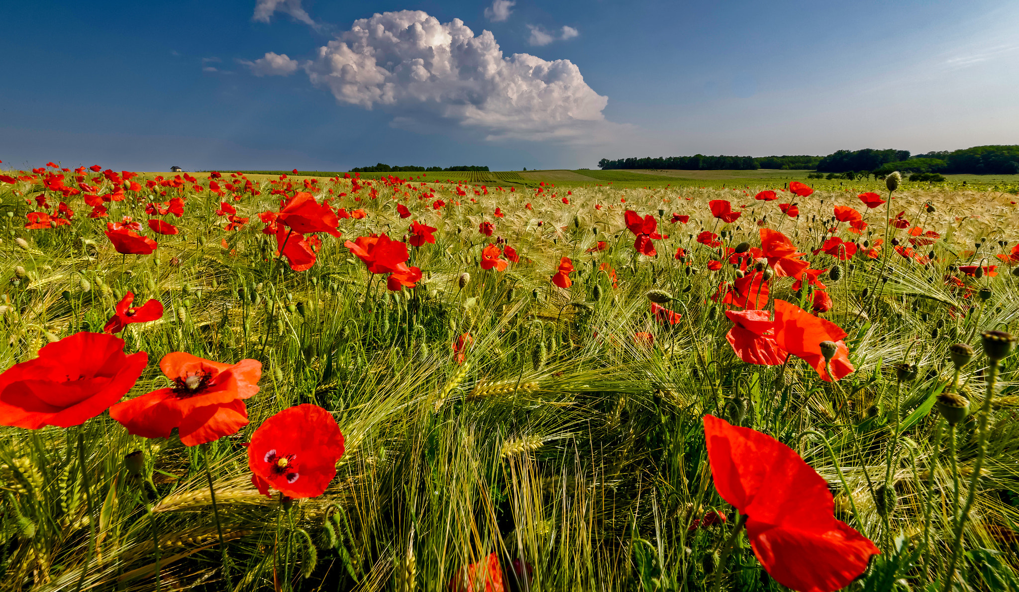 Nikon D610 + Sigma 12-24mm F4.5-5.6 II DG HSM sample photo. Poppies photography