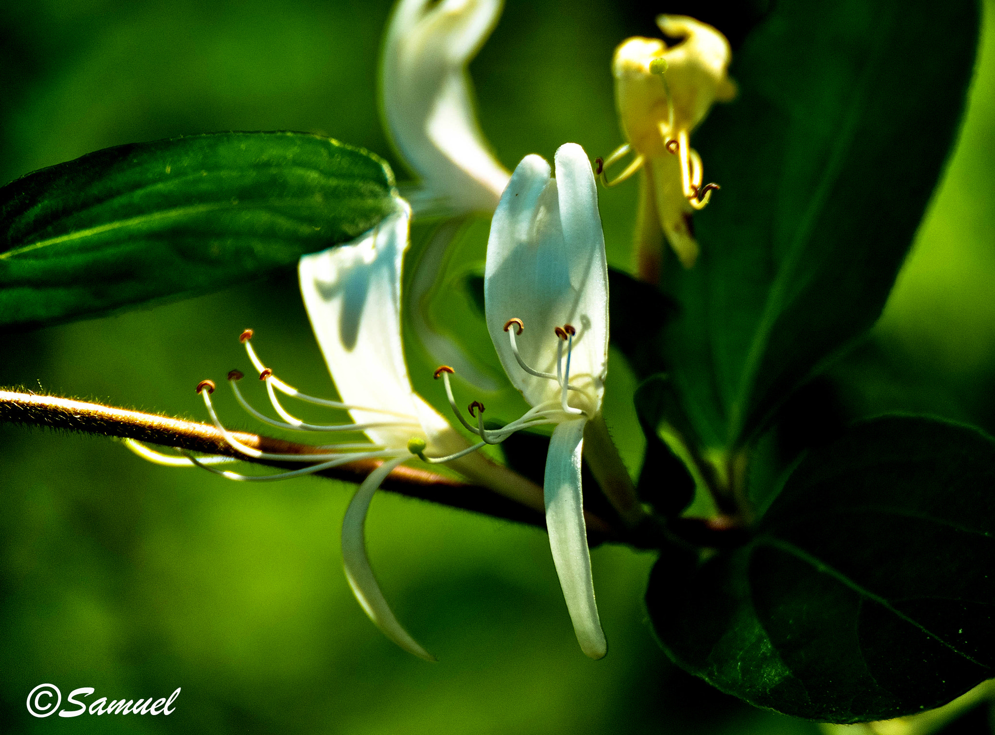 Nikon D5000 sample photo. Lonicera caprifolium photography