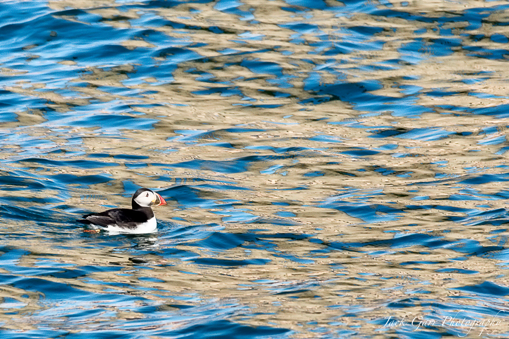 150-600mm F5-6.3 DG OS HSM | Sports 014 sample photo. Atlantic puffin swimming photography