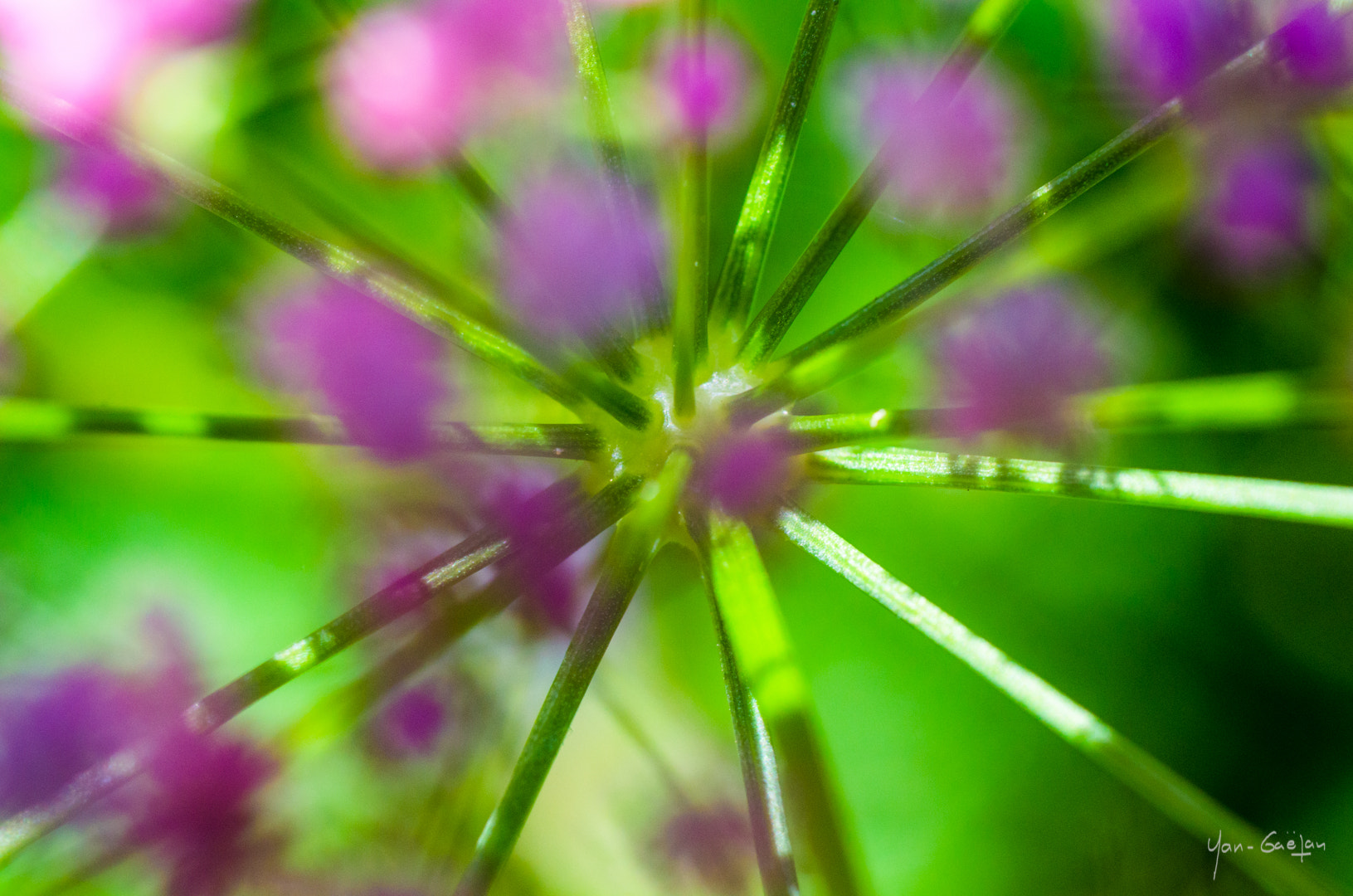 Nikon D7000 + Sigma 50mm F2.8 EX DG Macro sample photo. Ygo_4761.jpg photography