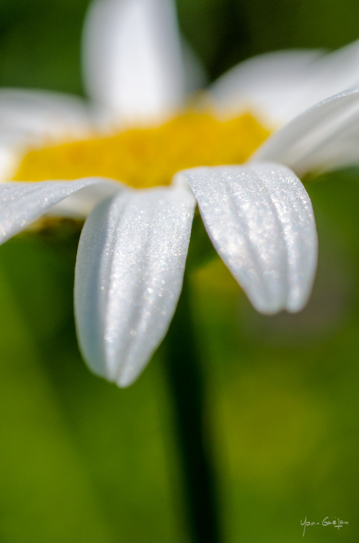 Nikon D7000 + Sigma 50mm F2.8 EX DG Macro sample photo. Ygo_4861.jpg photography