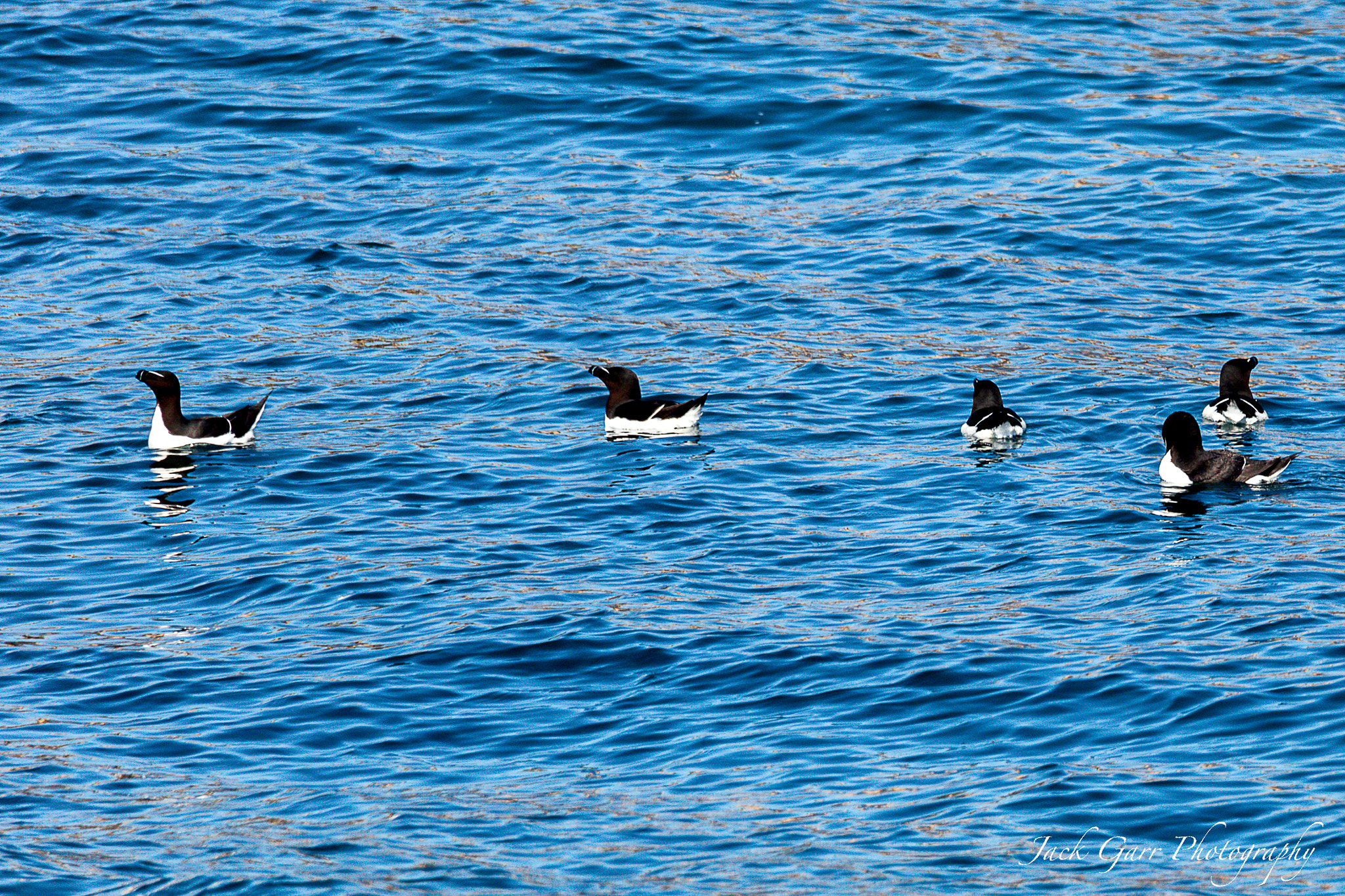 150-600mm F5-6.3 DG OS HSM | Sports 014 sample photo. Adult razorbill photography