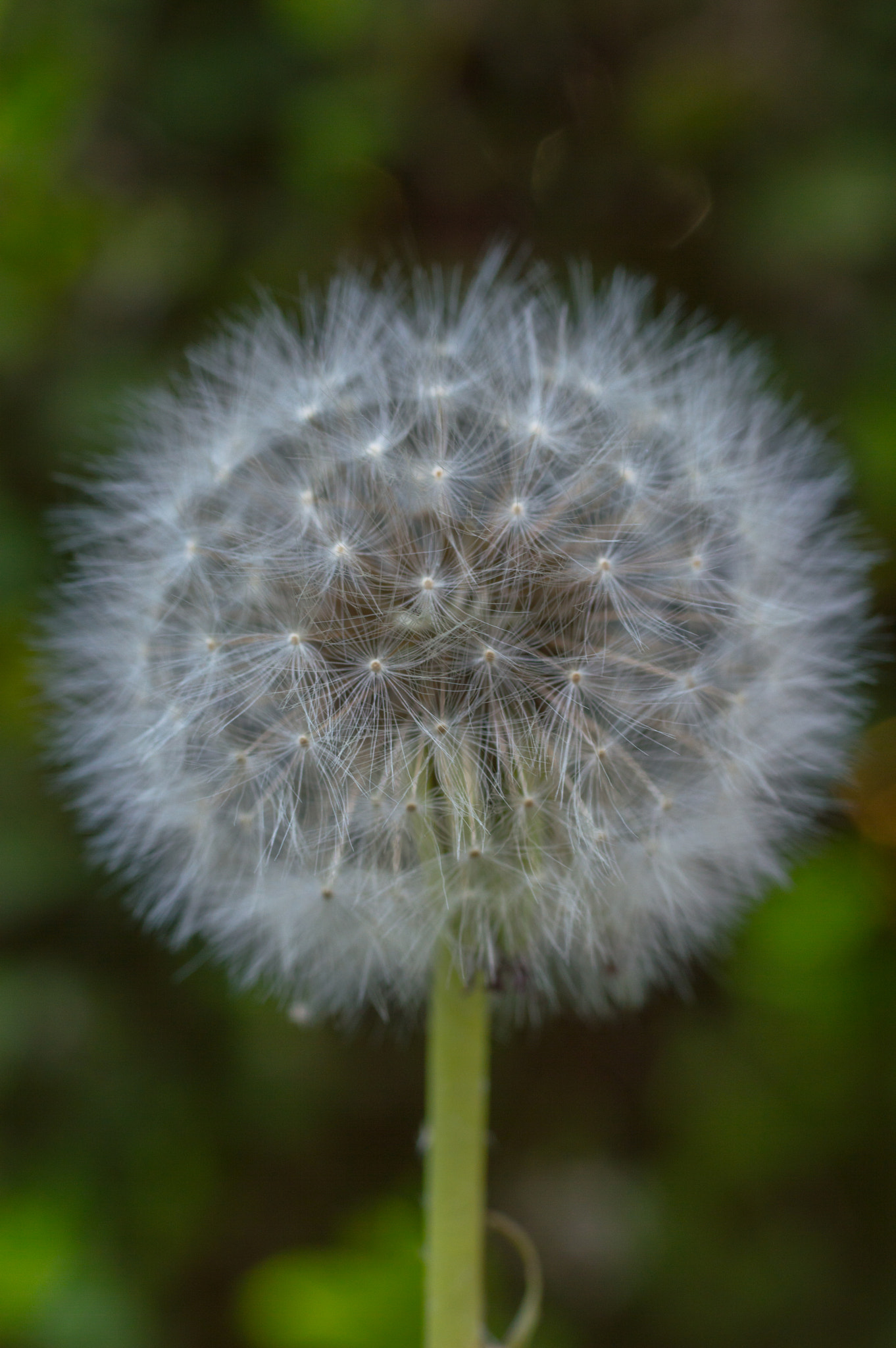 Nikon D3200 + Sigma 50mm F2.8 EX DG Macro sample photo. Dandelion photography