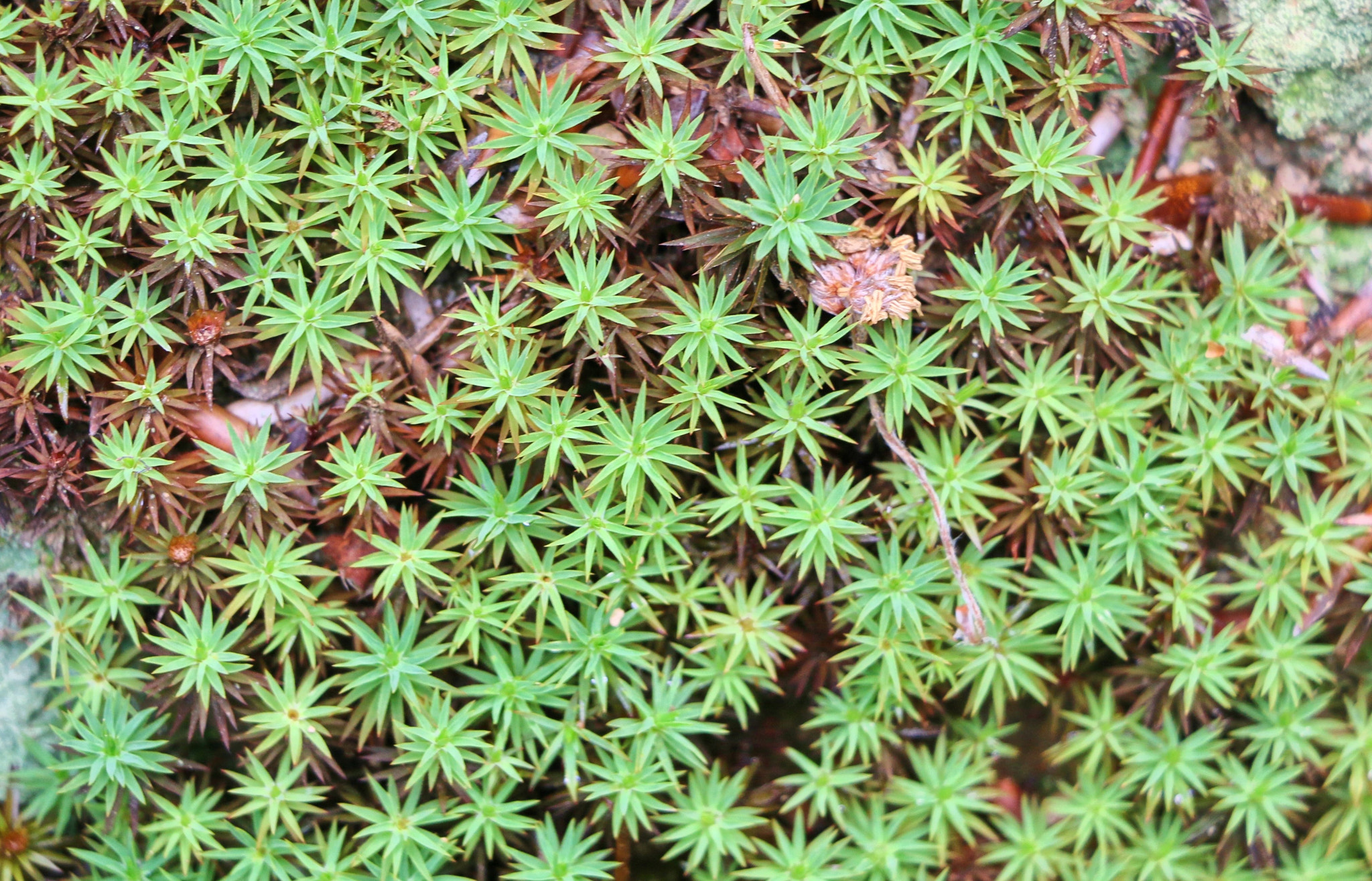 18.0 - 135.0 mm sample photo. Forest stars photography