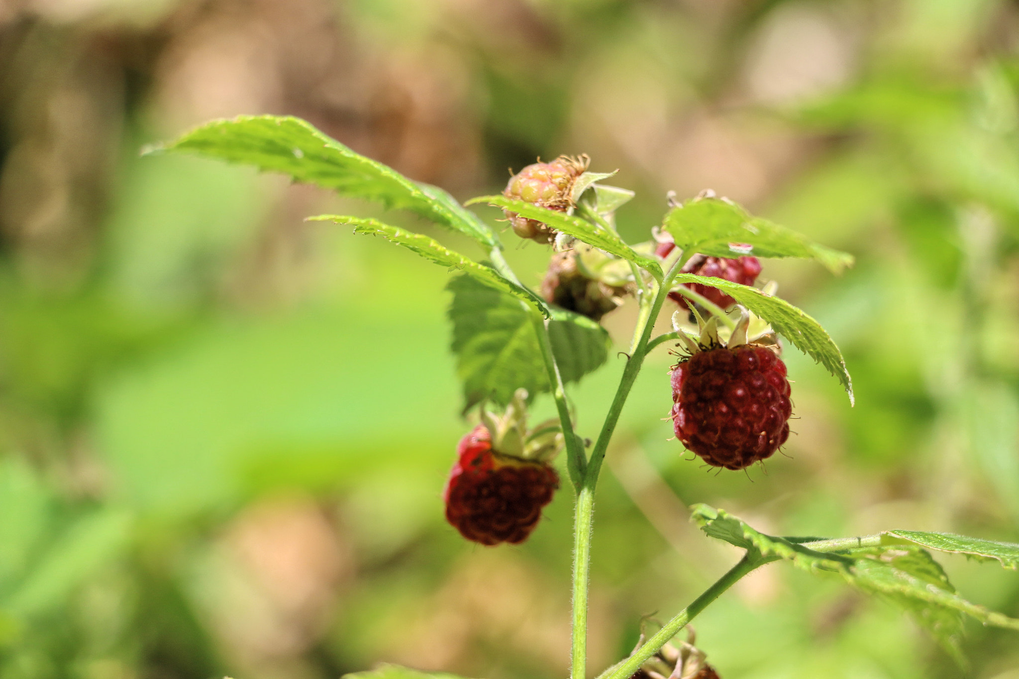 18.0 - 135.0 mm sample photo. Raspberry - forest delicacy photography
