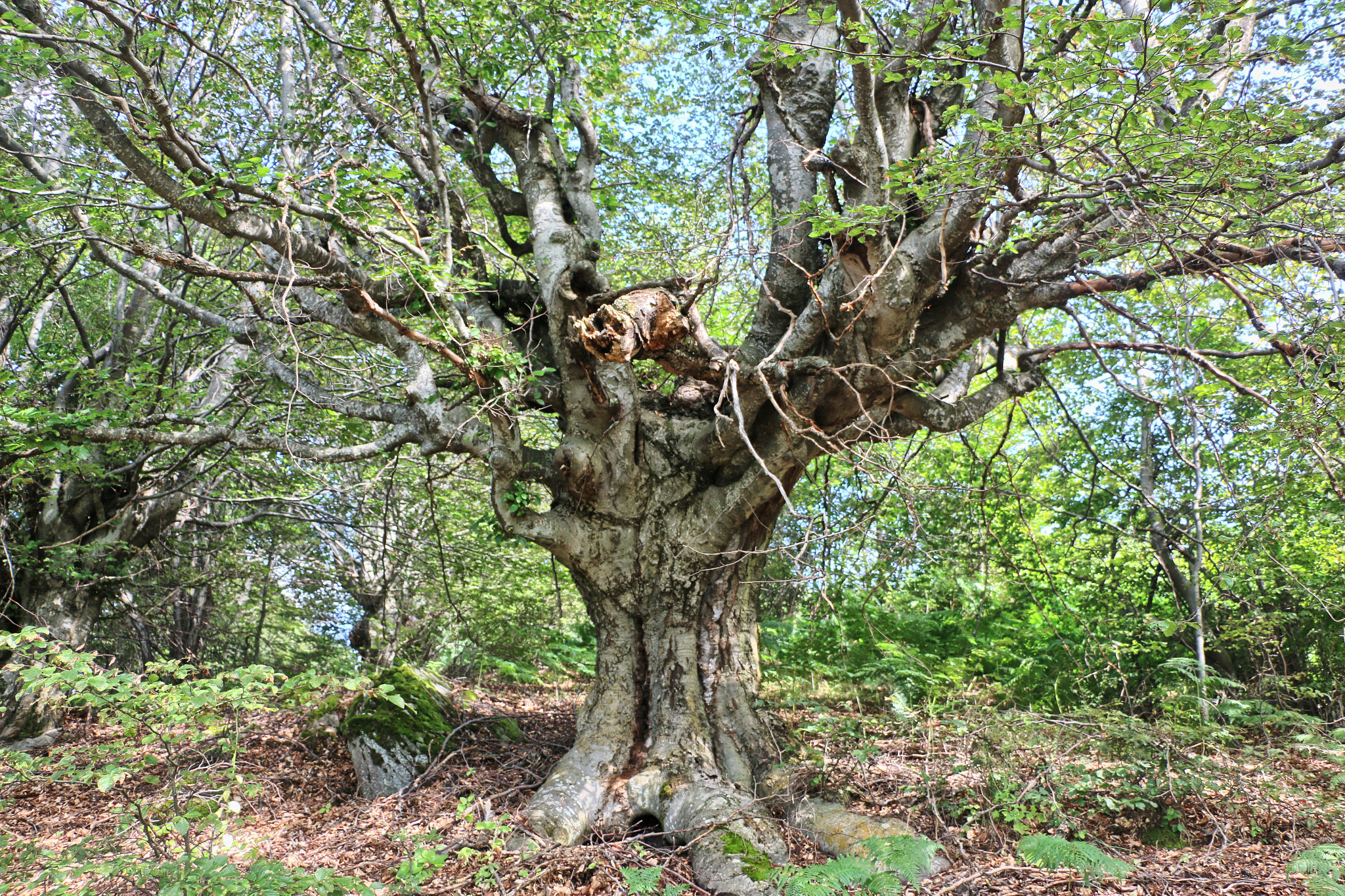 18.0 - 135.0 mm sample photo. Gorgeous forest native king photography