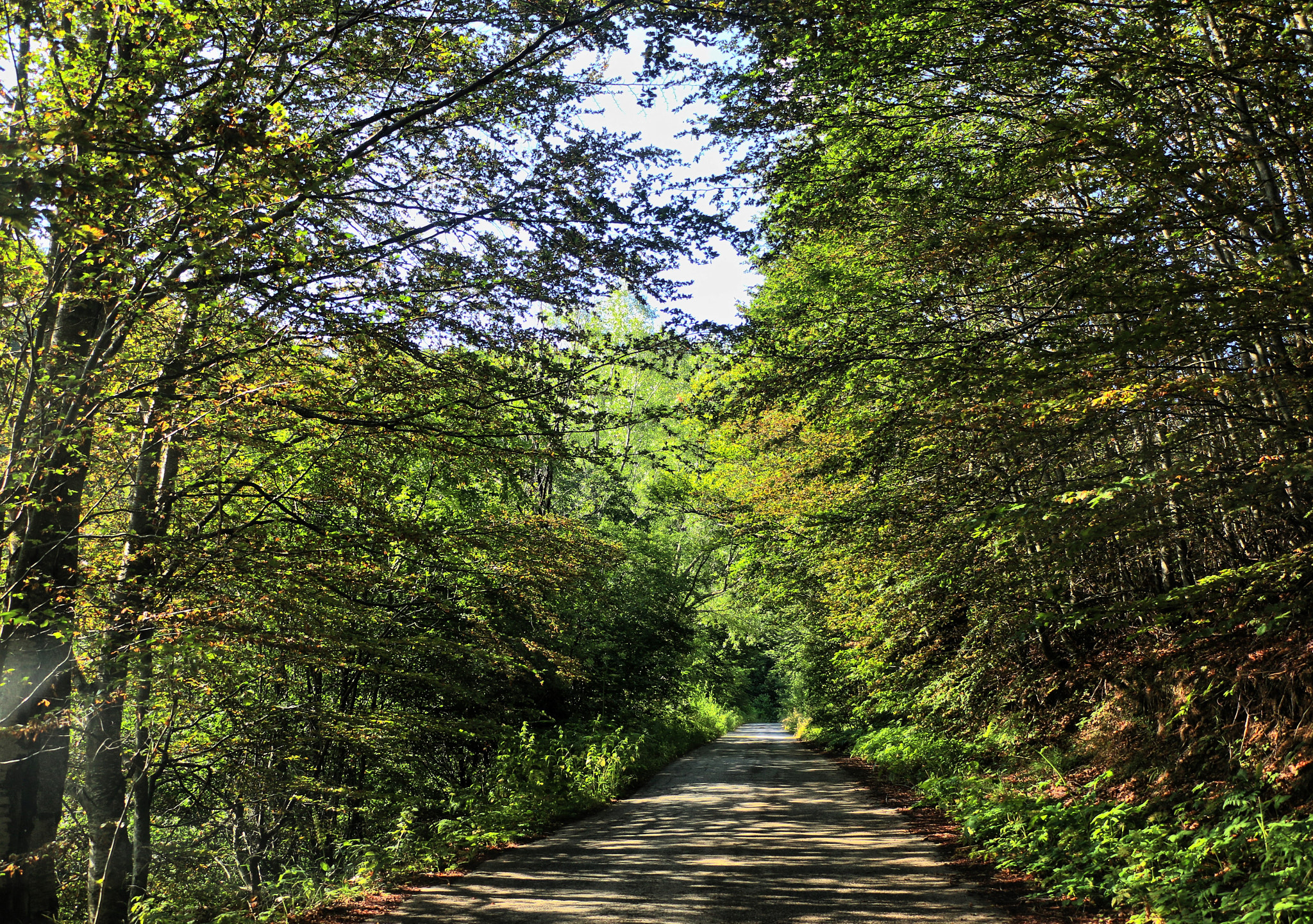 18.0 - 135.0 mm sample photo. Entrance to the fairies world photography