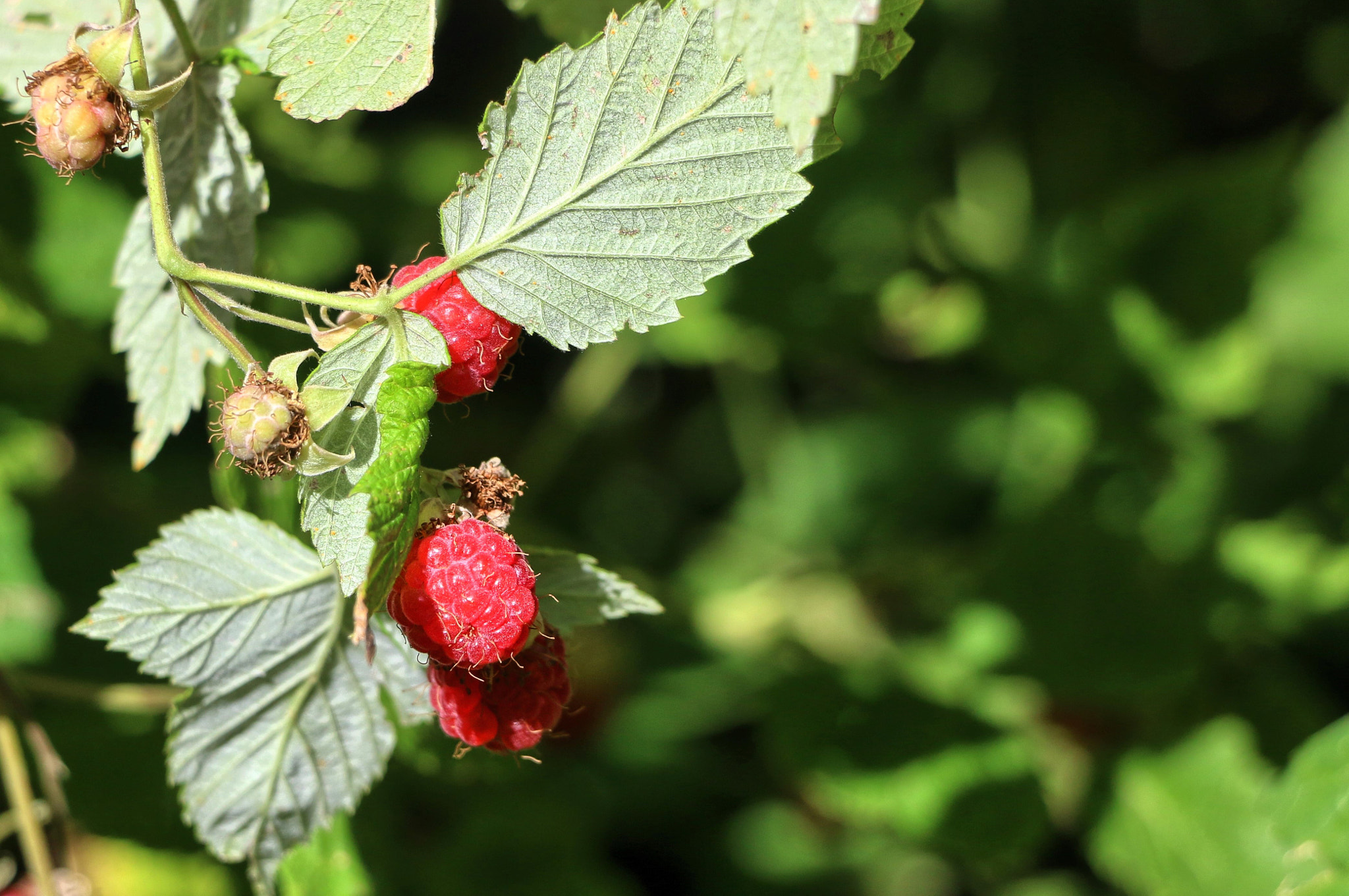18.0 - 135.0 mm sample photo. Red delicacy - her majesty raspberry photography